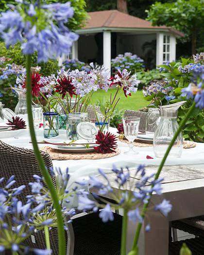 Agapanthus umbellatus - Image 8
