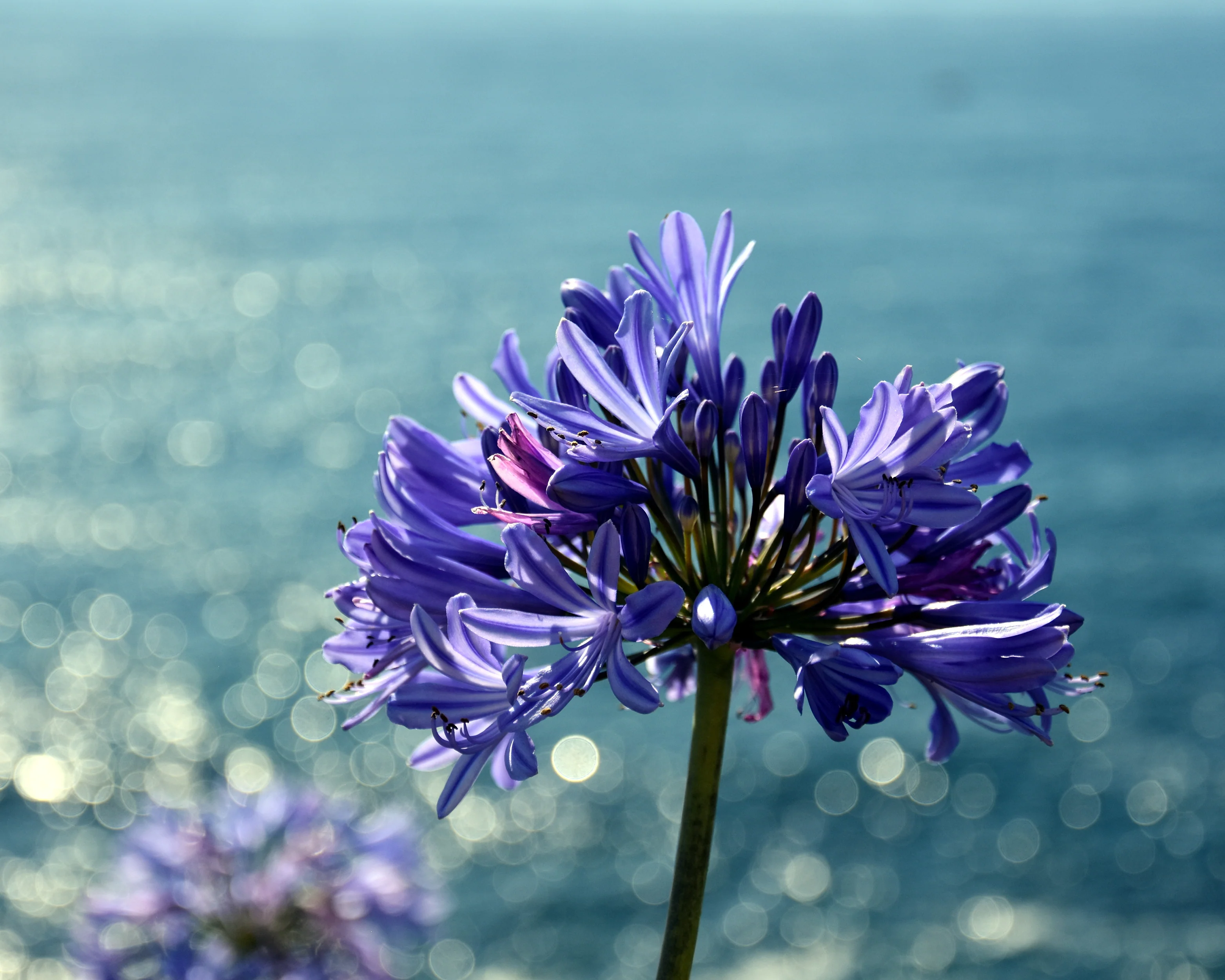 Agapanthus umbellatus 'XXL' - Image 10