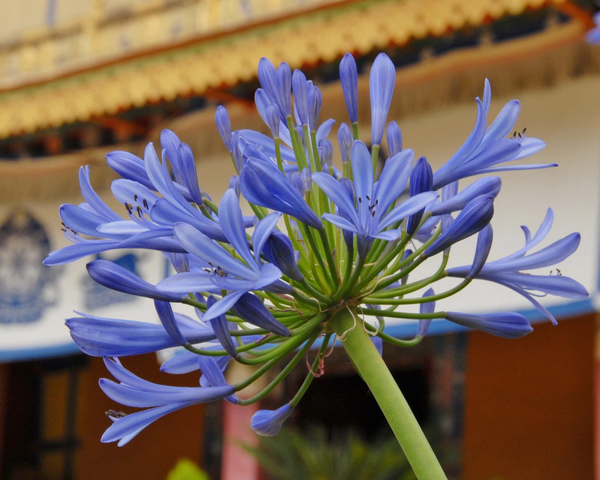 Agapanthus umbellatus 'XXL' - Image 3