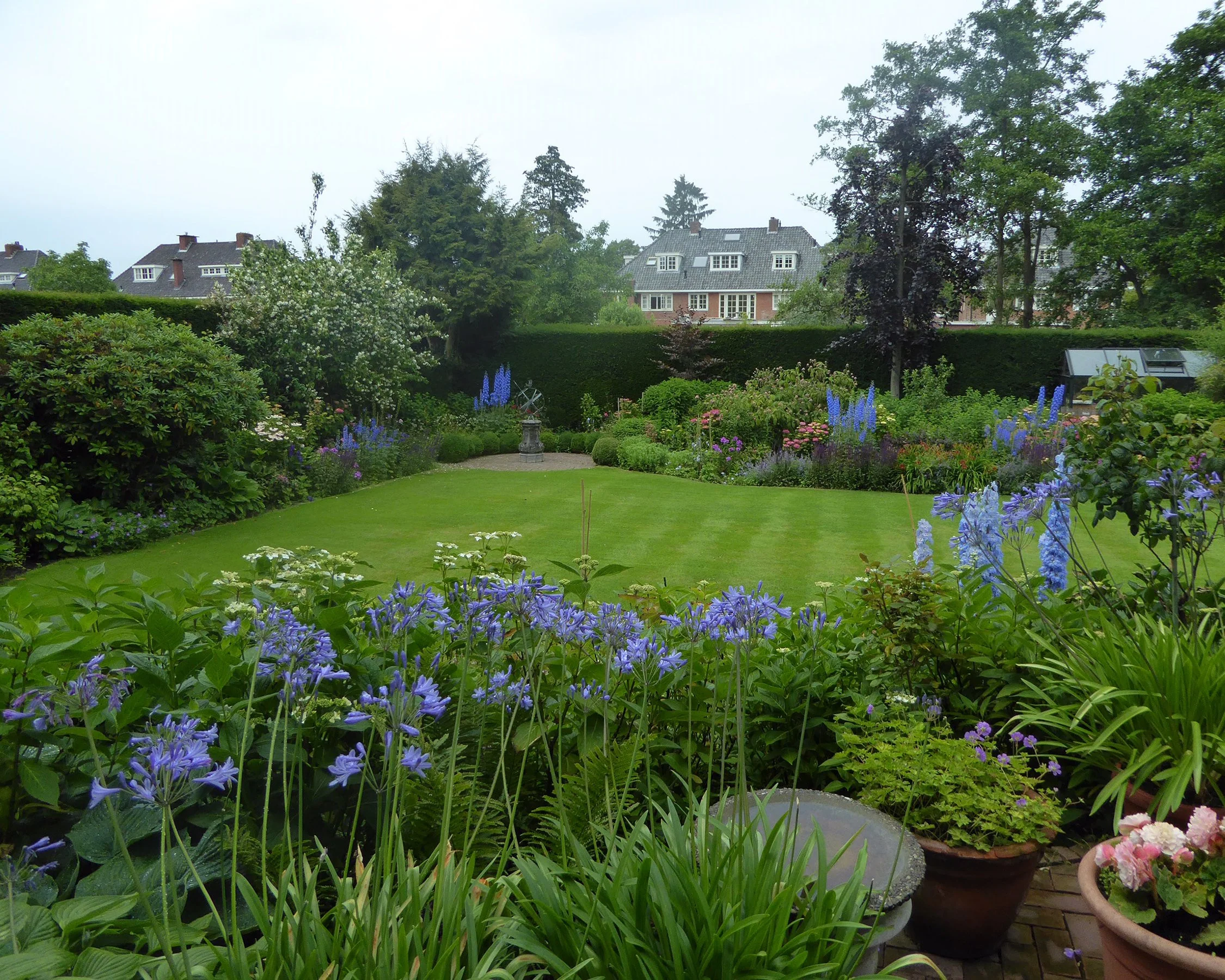 Agapanthus umbellatus 'XXL' - Image 7