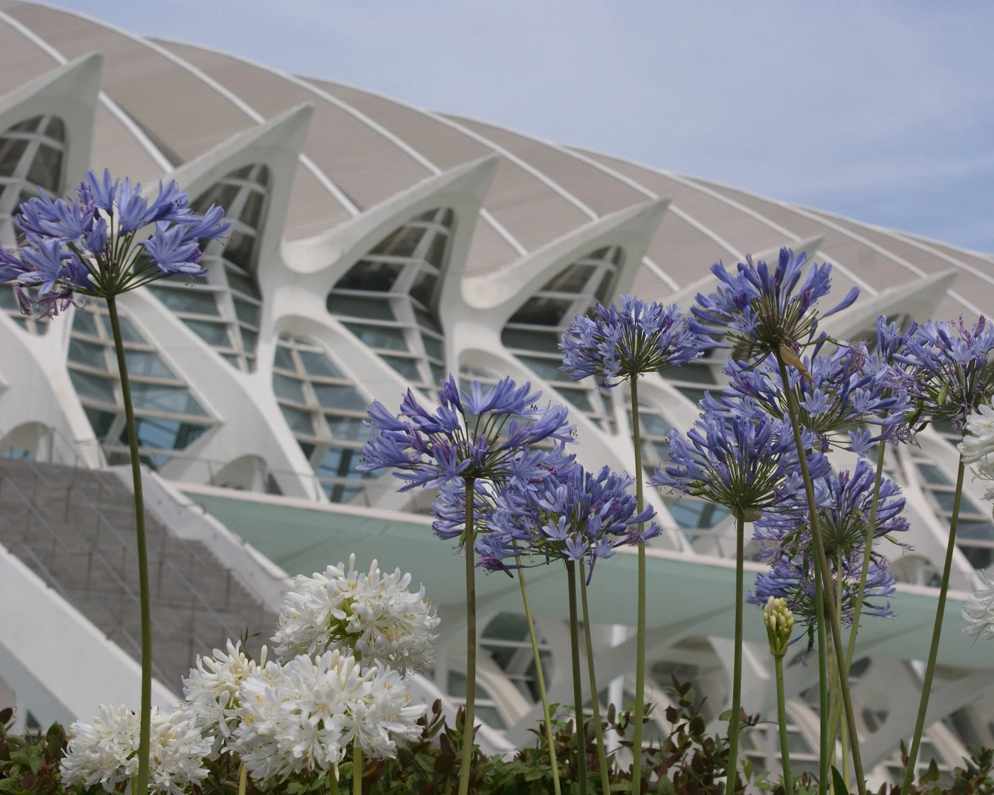 Agapanthus umbellatus 'XXL' - Image 9