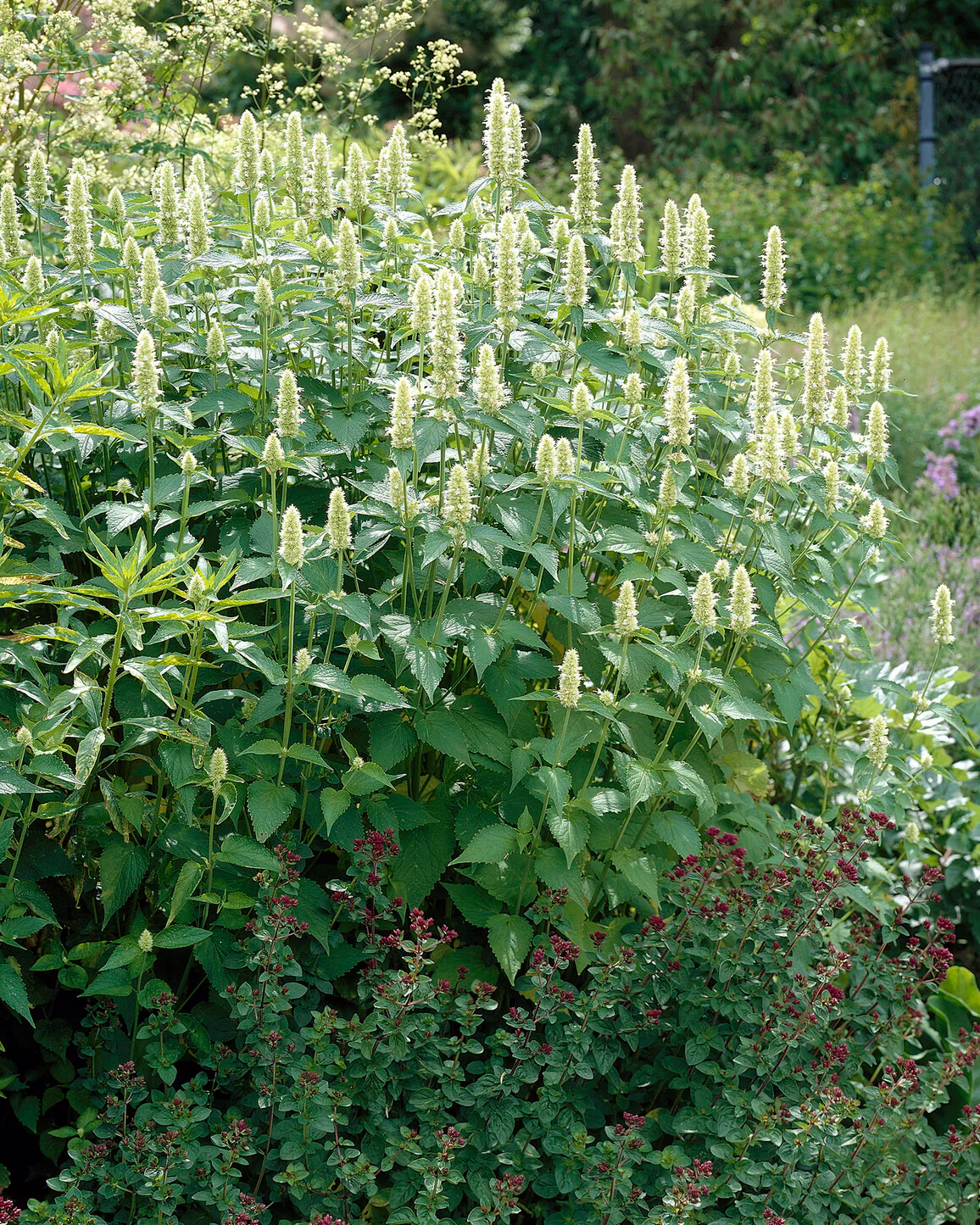 Agastache 'Alabaster' - Image 5