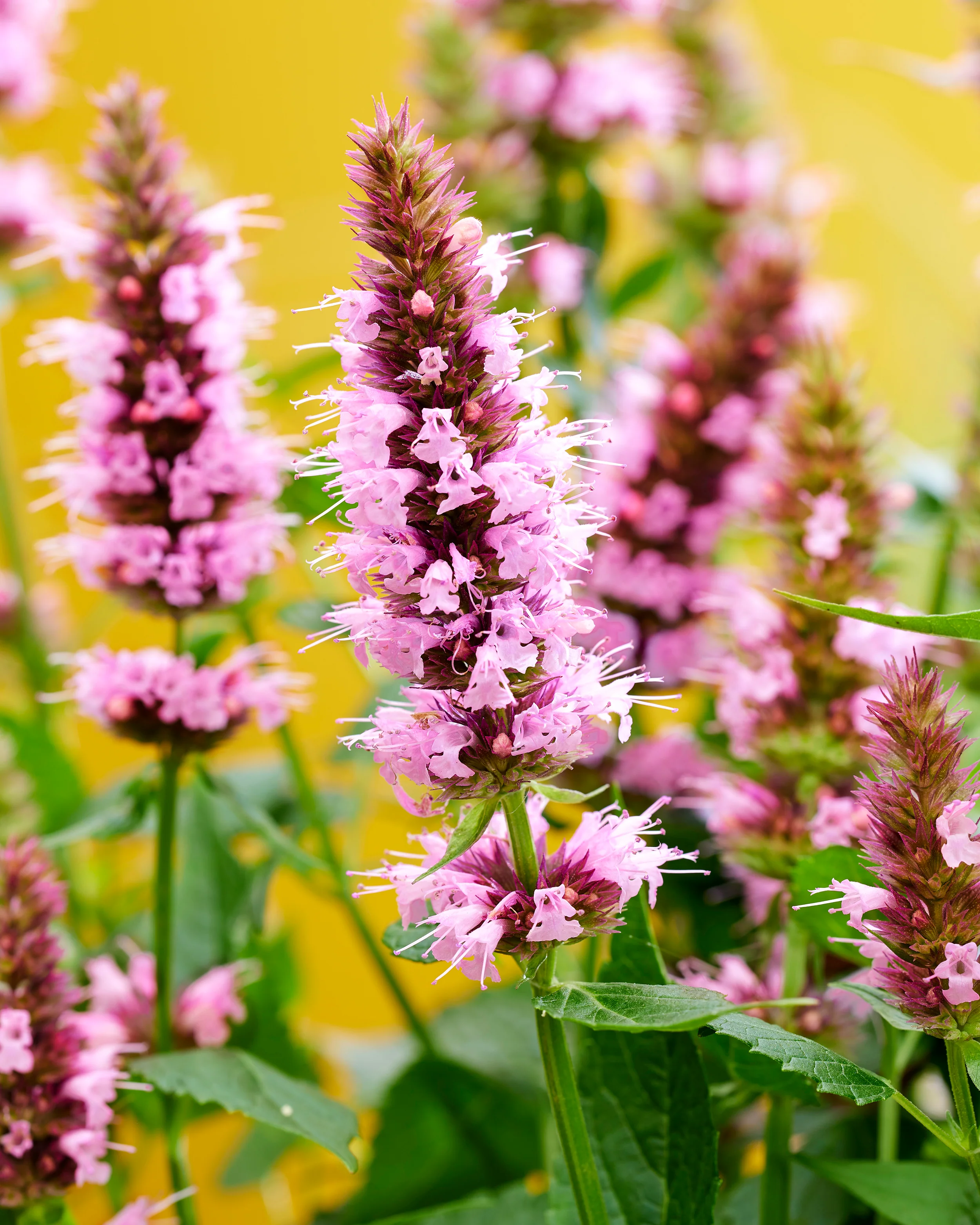 Agastache 'Beelicious Pink' - Image 3
