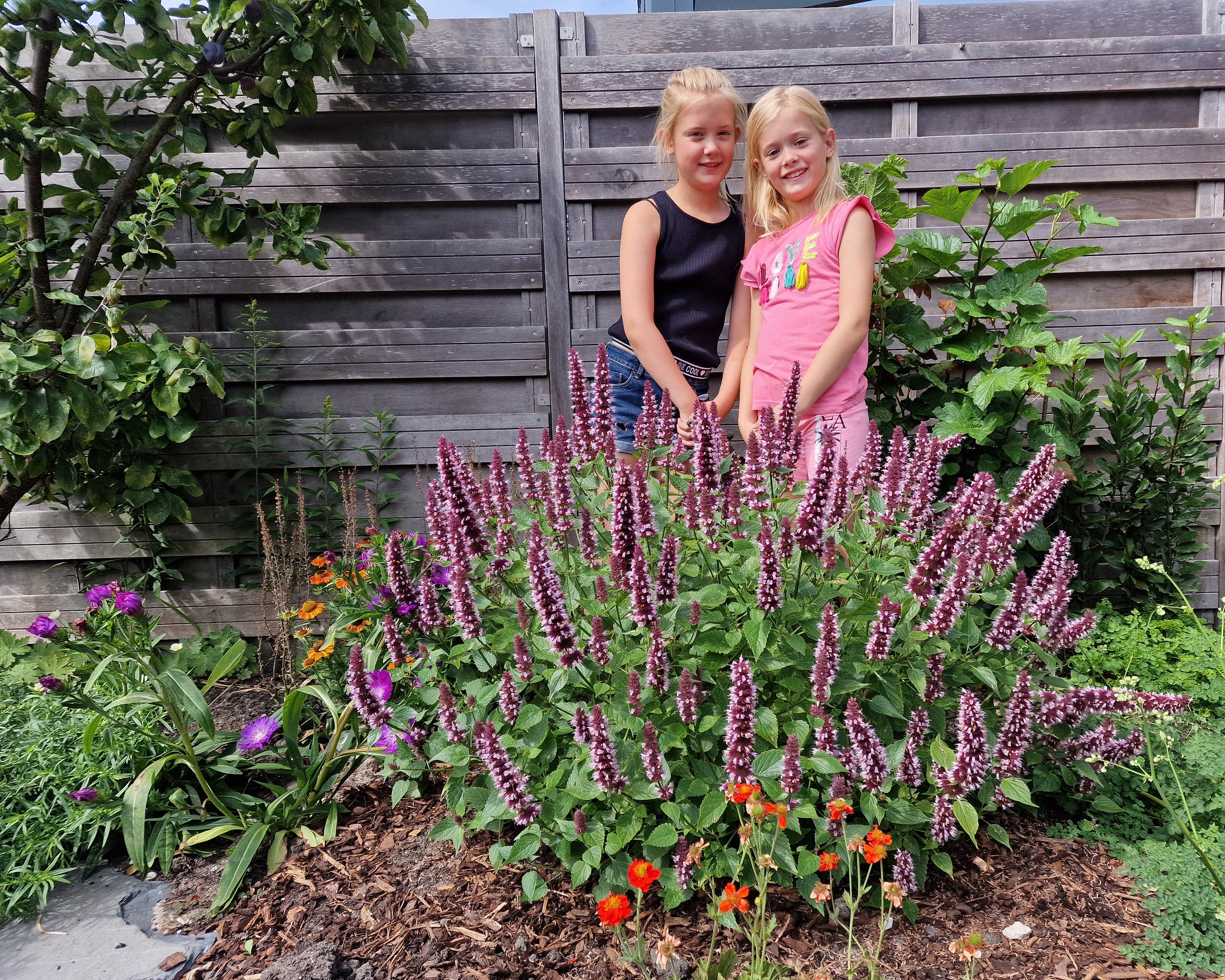 Agastache 'Beelicious Pink' - Image 7