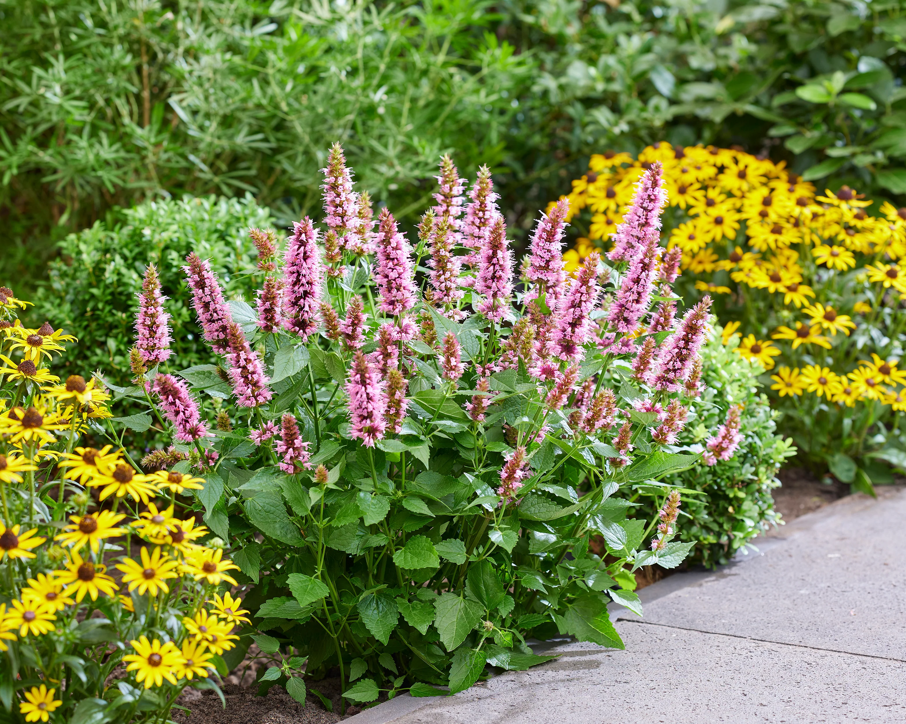 Agastache 'Beelicious Pink' - Image 8