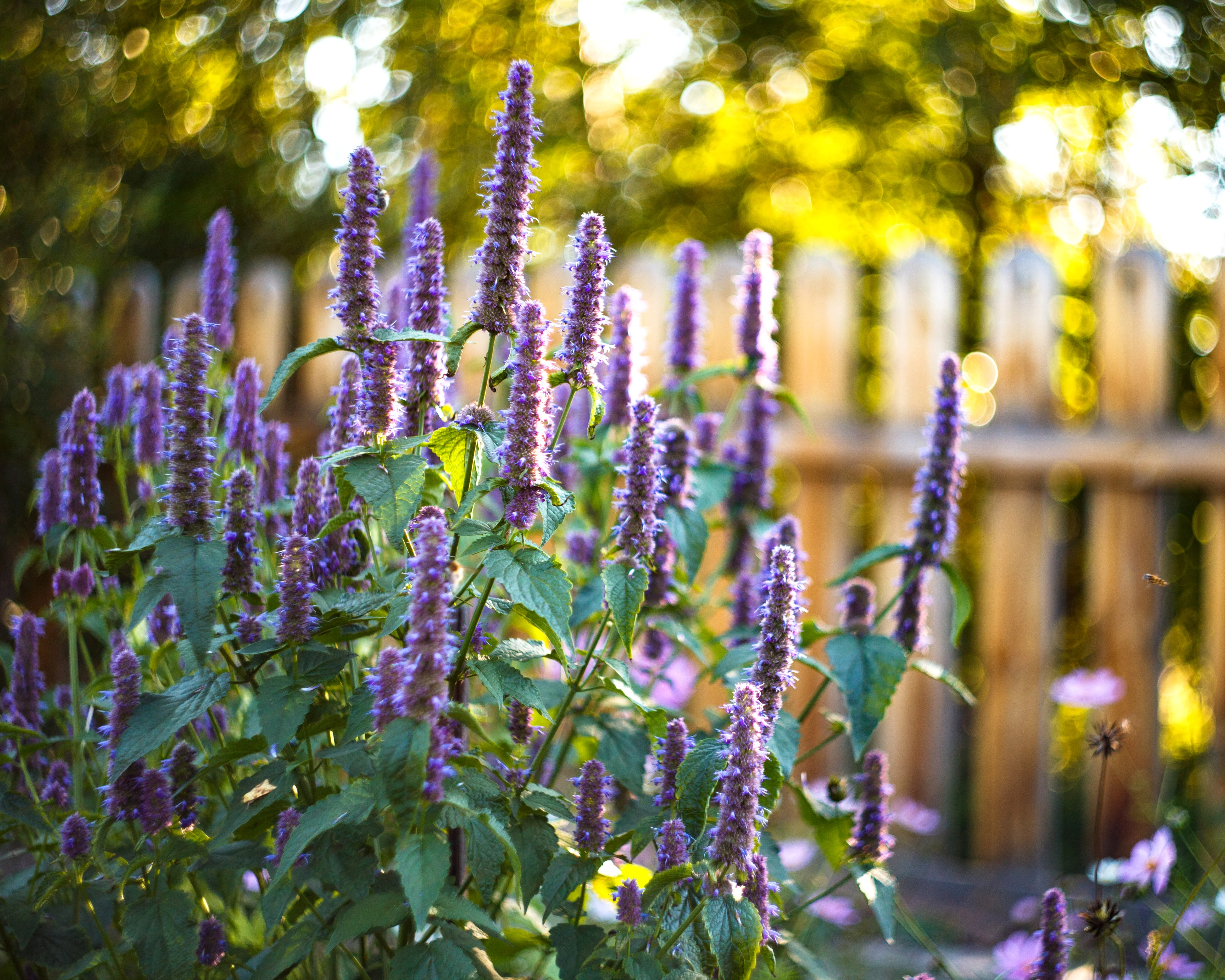 Agastache 'Blackadder' - Image 2