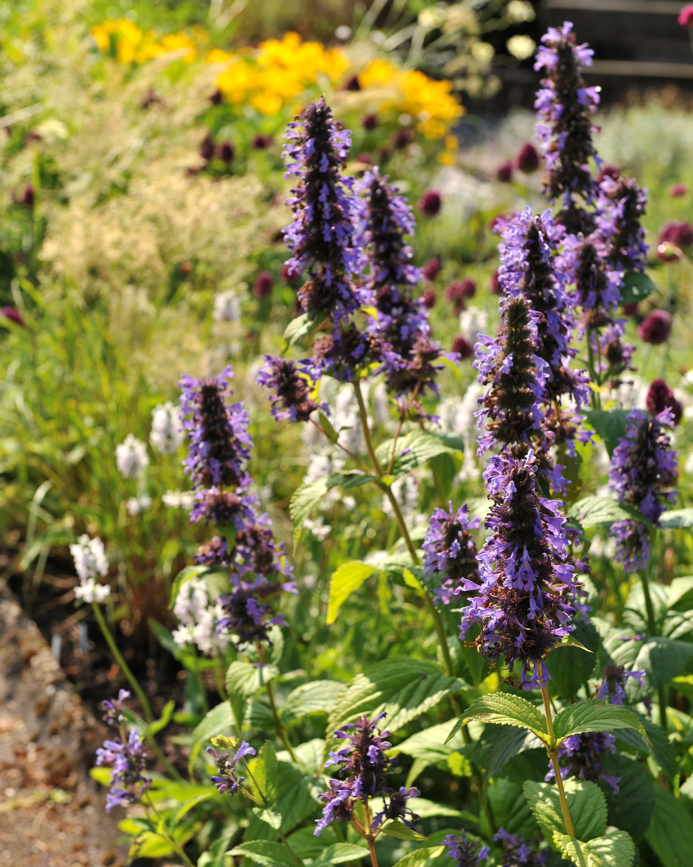 Agastache 'Blackadder' - Image 3