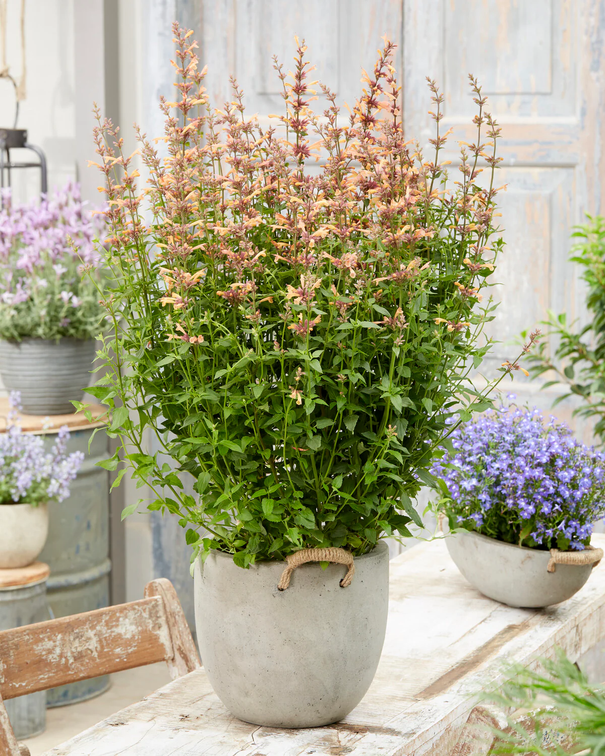 Agastache 'Kudos Mango Tango' - Image 3