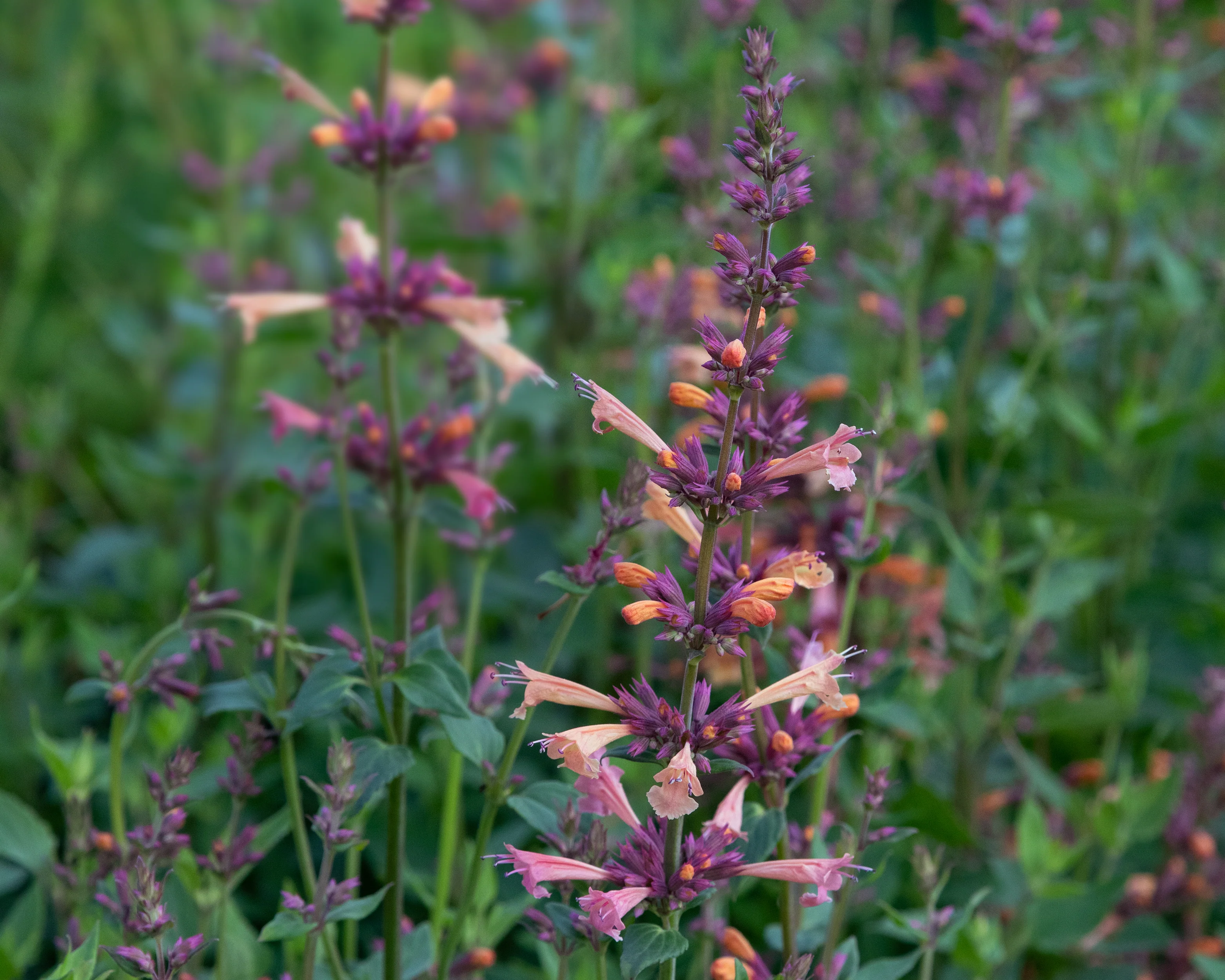 Agastache 'Kudos Mango Tango' - Image 4
