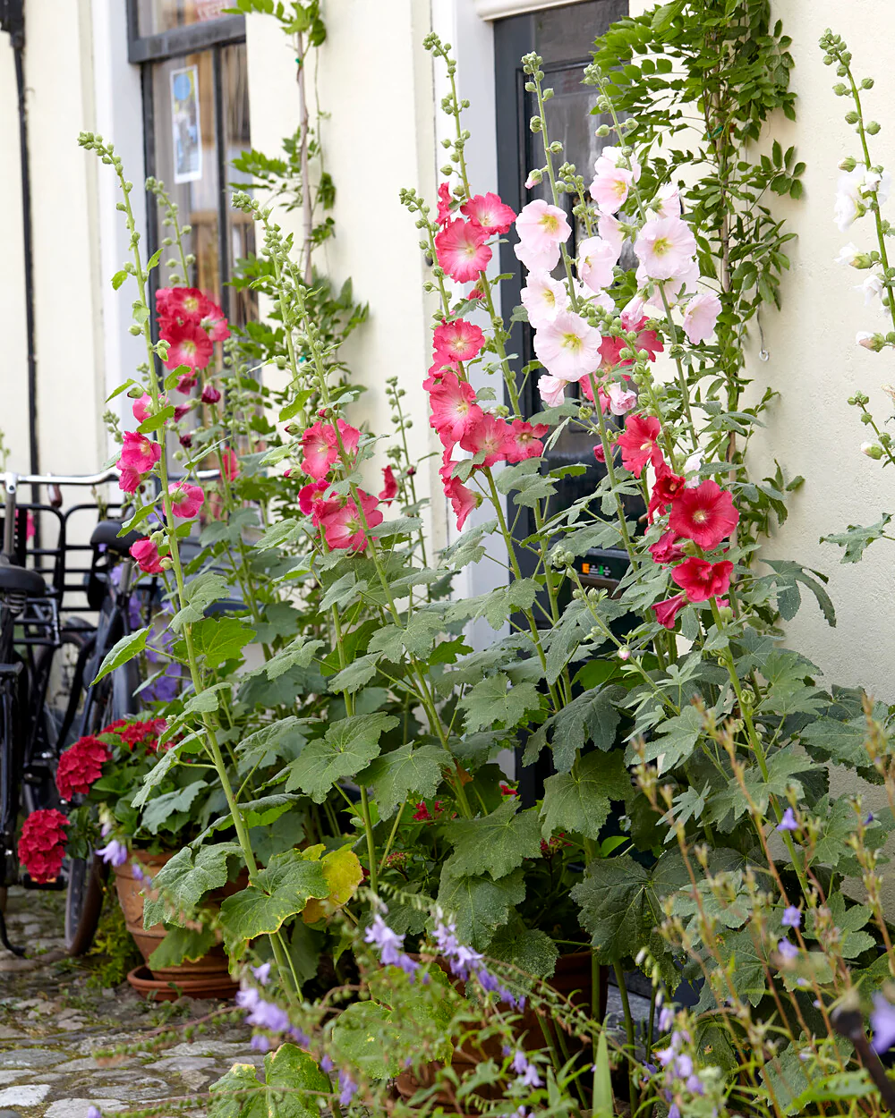 Alcea 'Hollyhock Mix' - Image 10