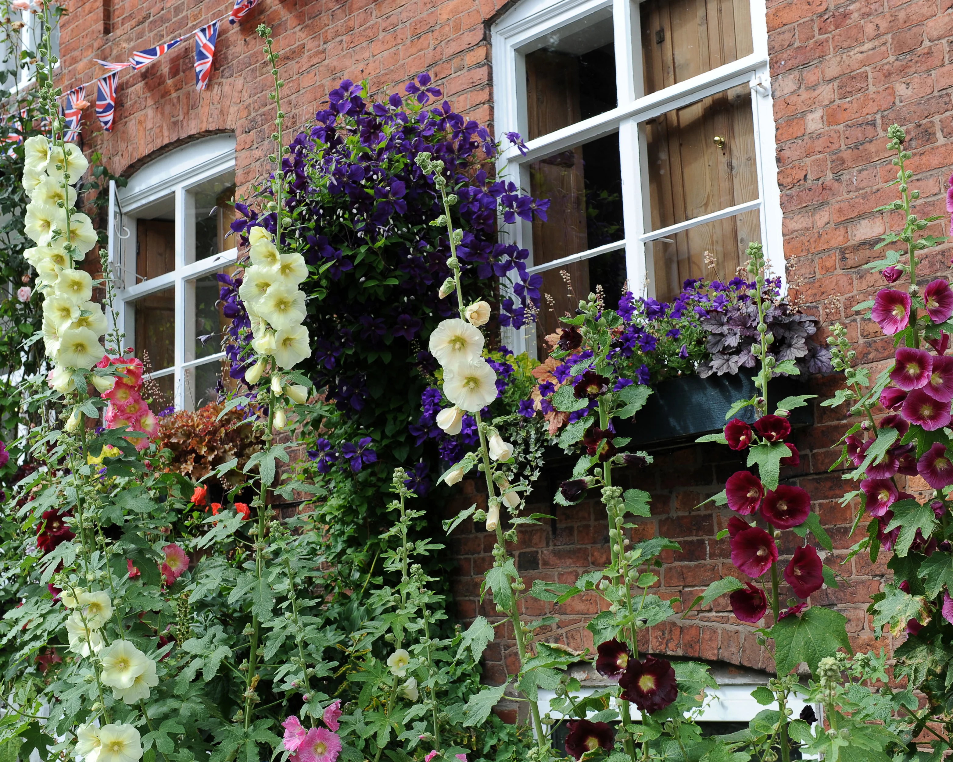 Alcea 'Hollyhock Mix' - Image 2