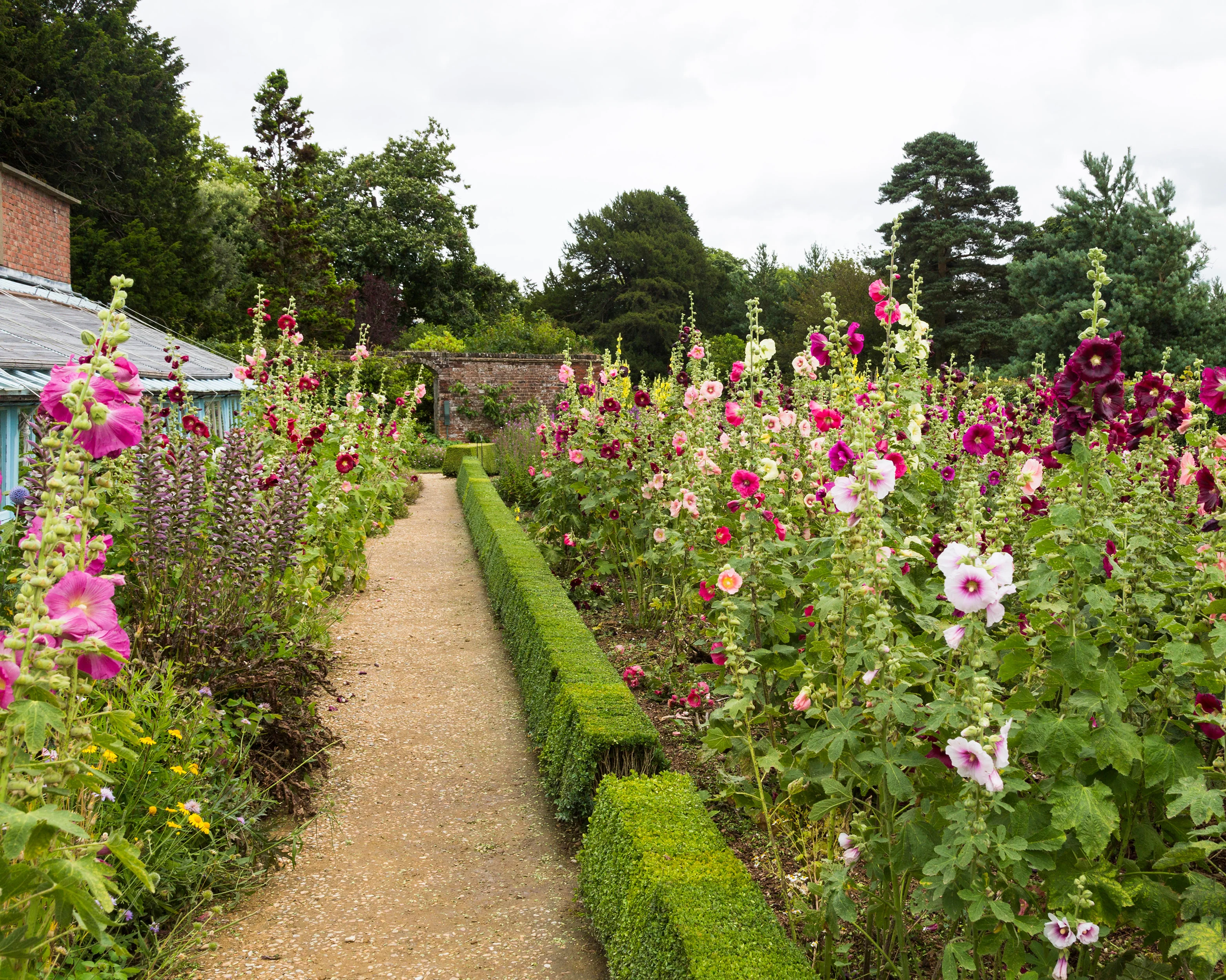 Alcea 'Hollyhock Mix' - Image 4