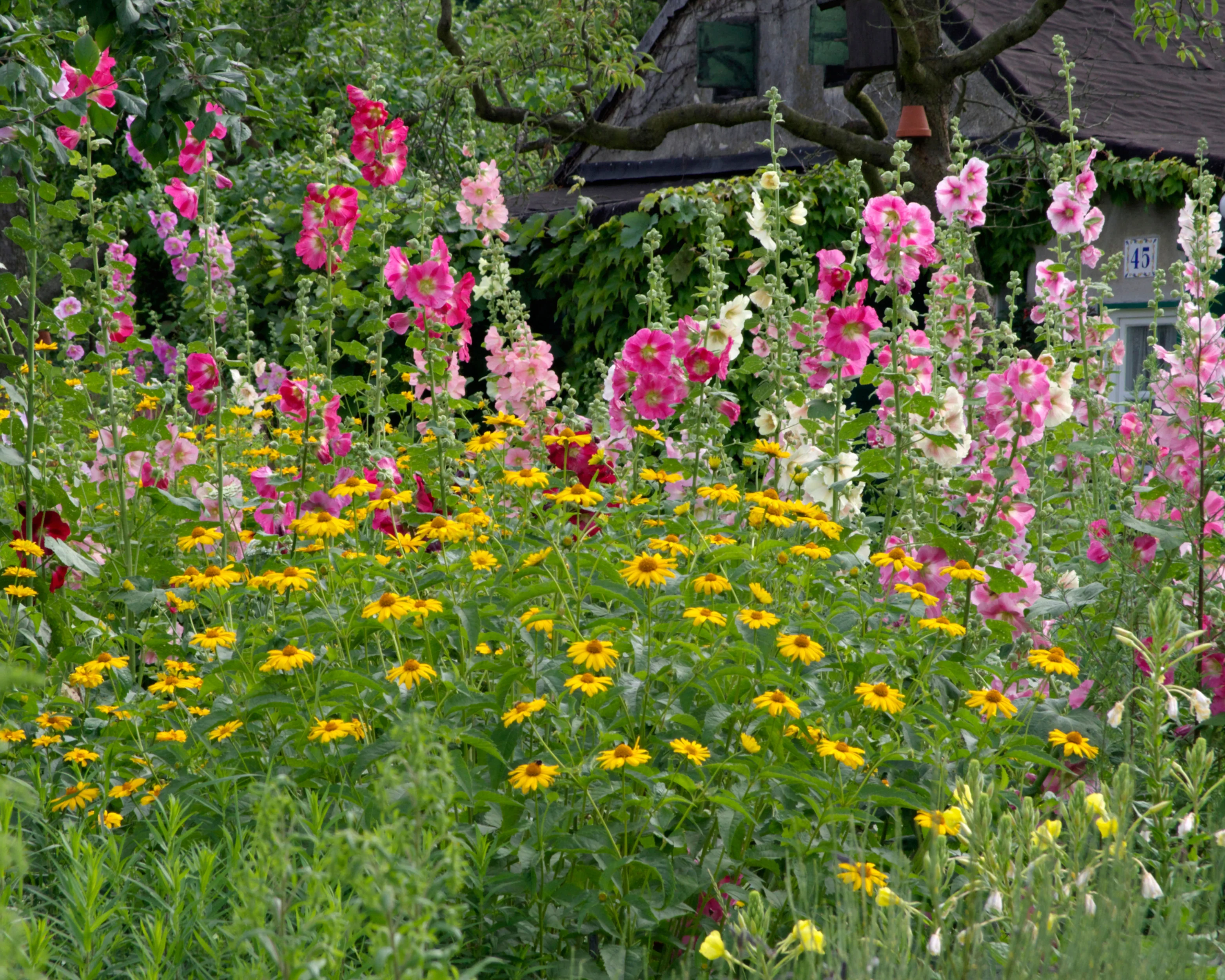 Alcea 'Hollyhock Mix' - Image 5