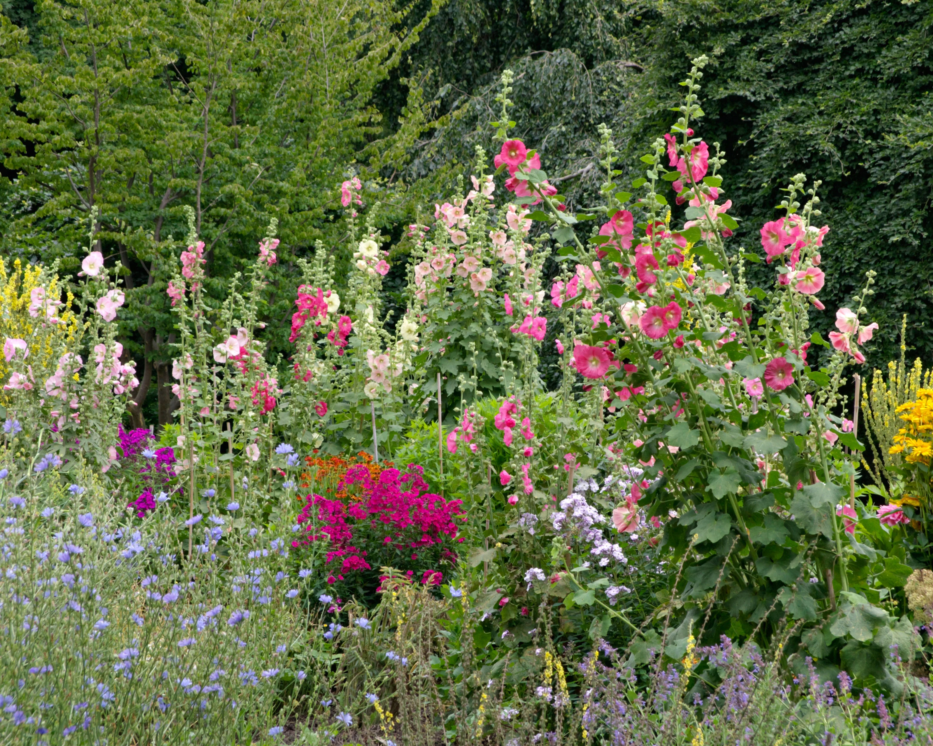 Alcea 'Hollyhock Mix' - Image 7