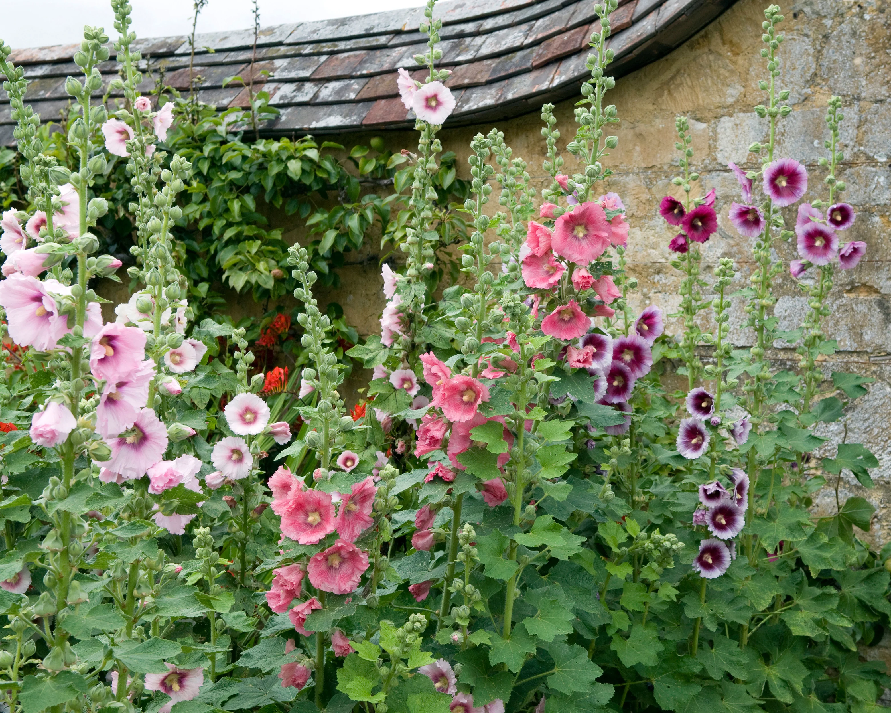 Alcea 'Hollyhock Mix' - Image 8