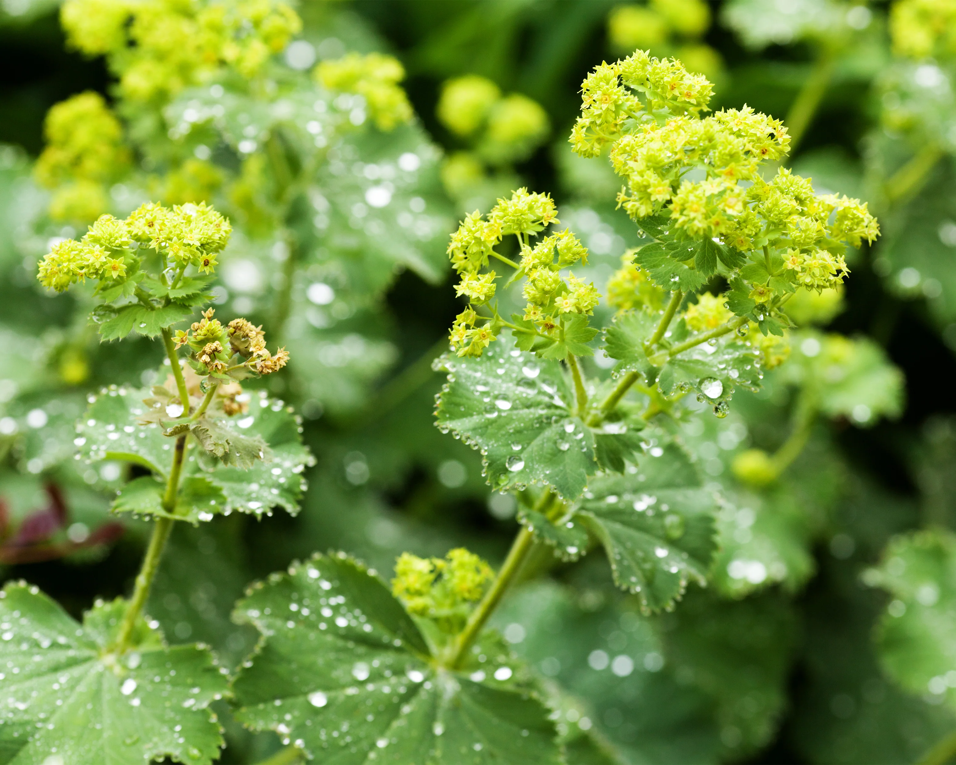 Alchemilla mollis - Image 2