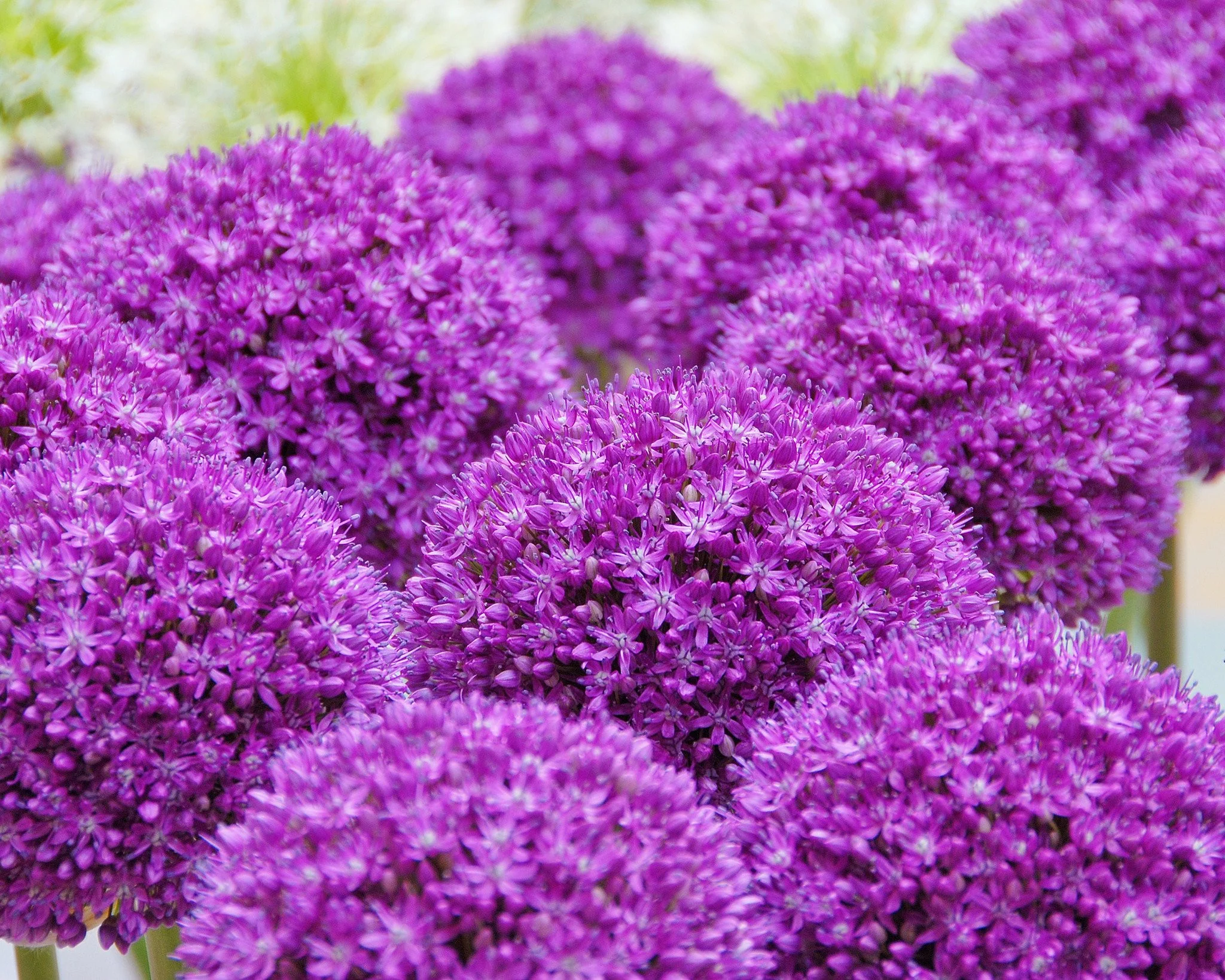 Allium 'Ambassador' - Image 4