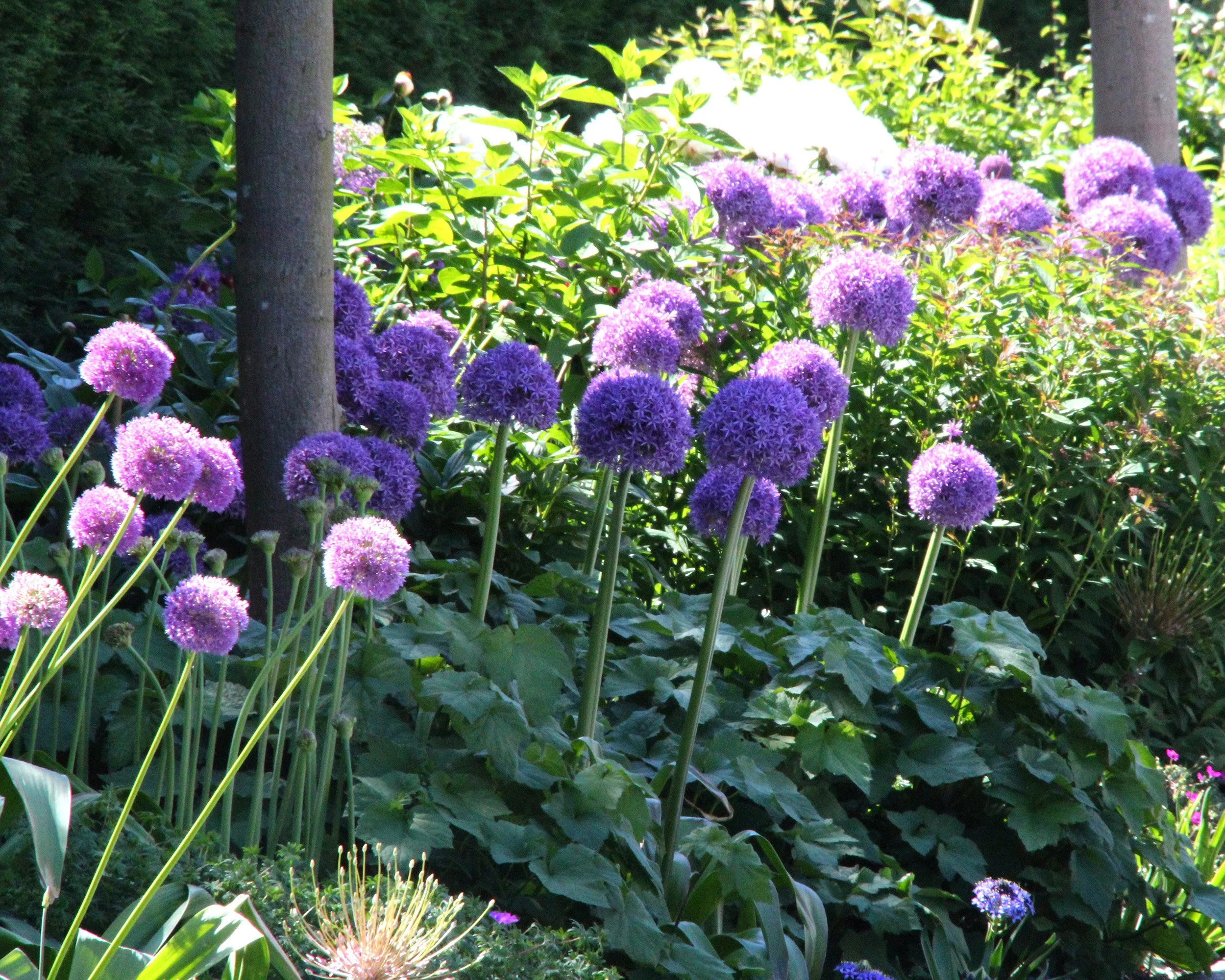 Allium 'Ambassador XXL' - Image 2