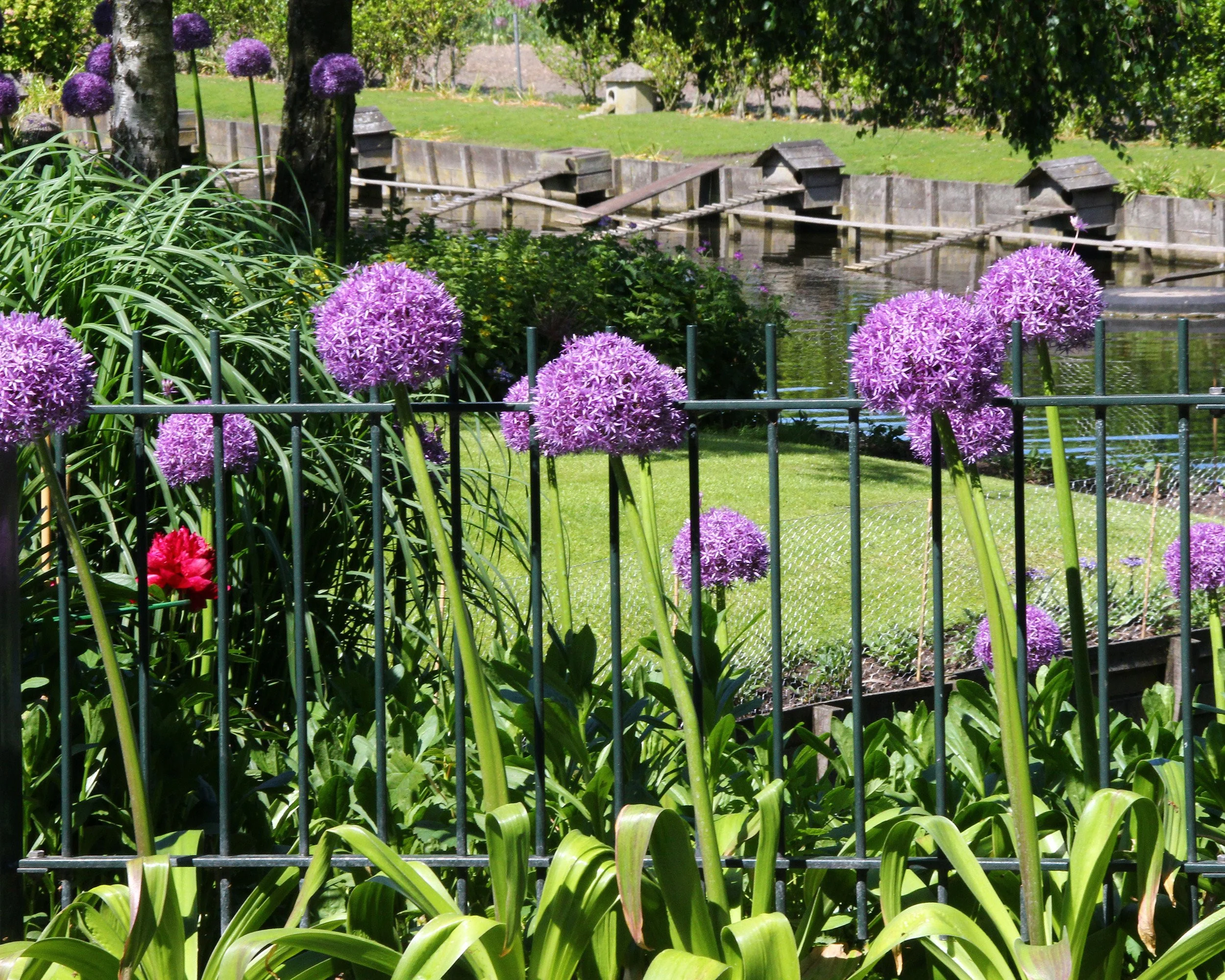 Allium 'Ambassador XXL' - Image 4