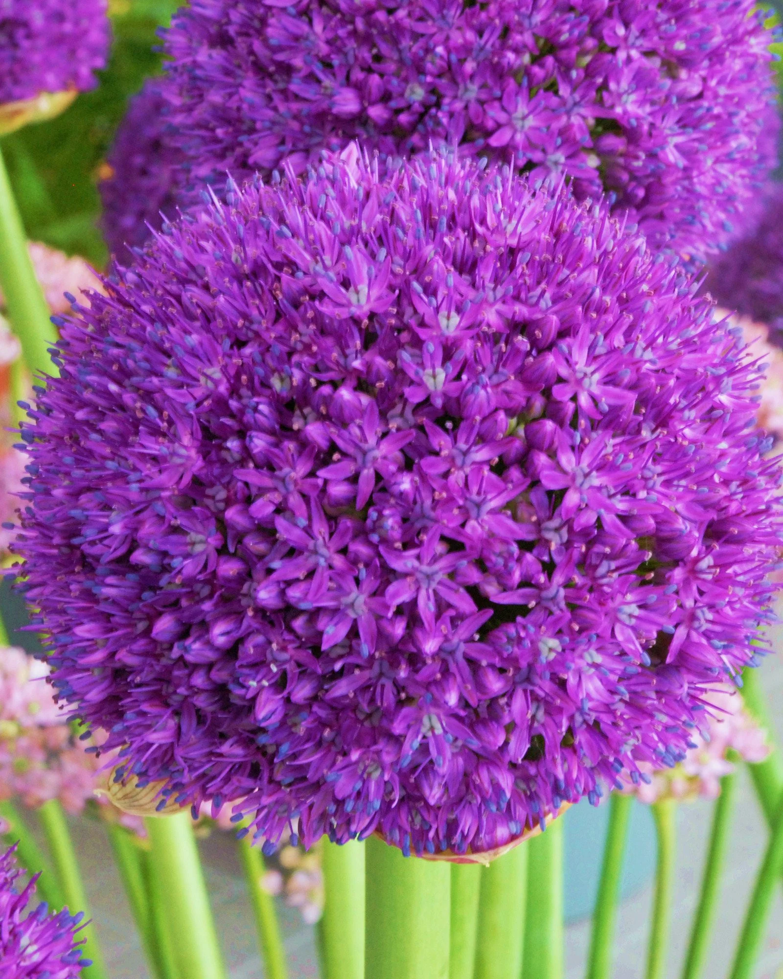 Allium 'Ambassador XXL' - Image 6
