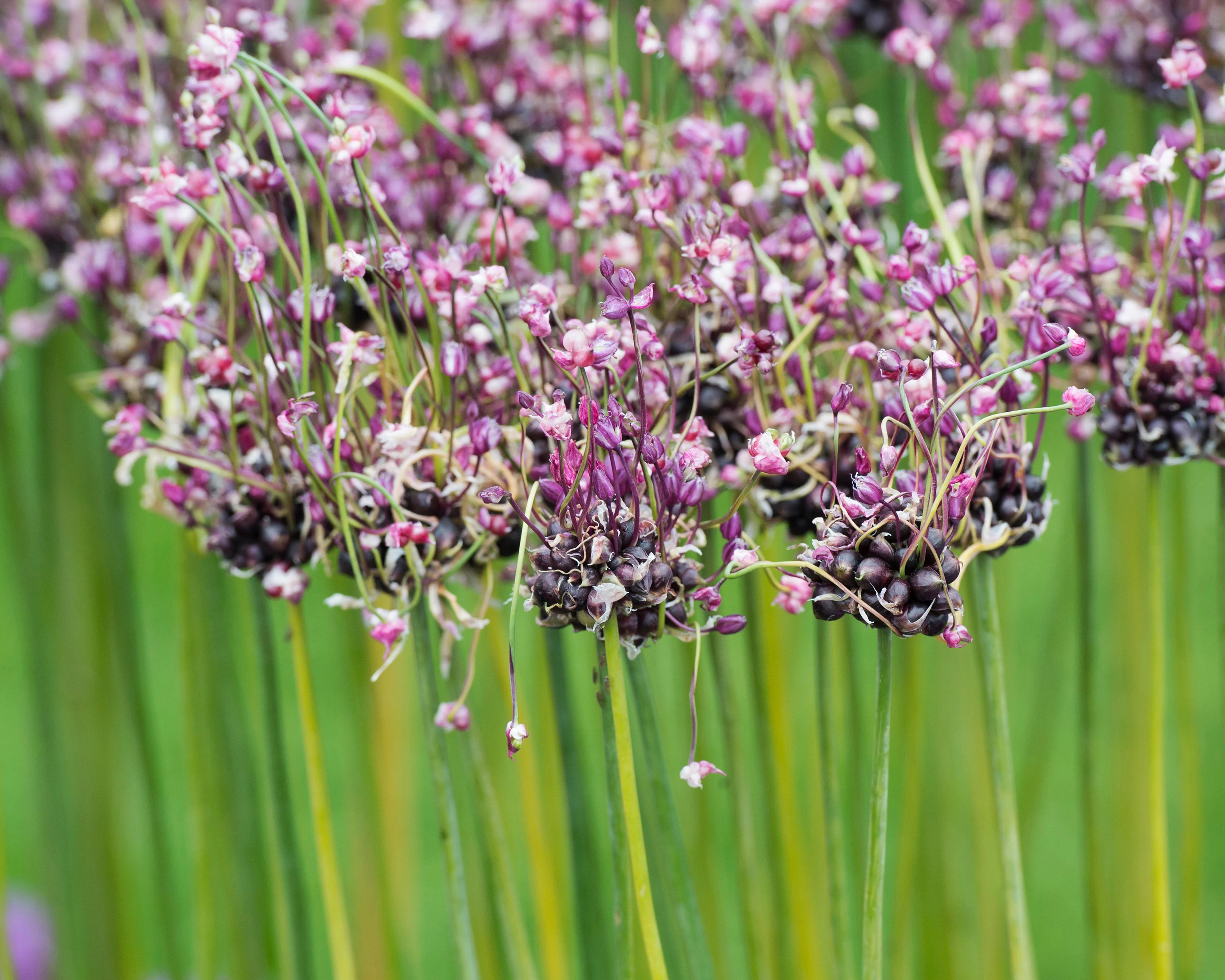 Allium 'Art' - Image 2