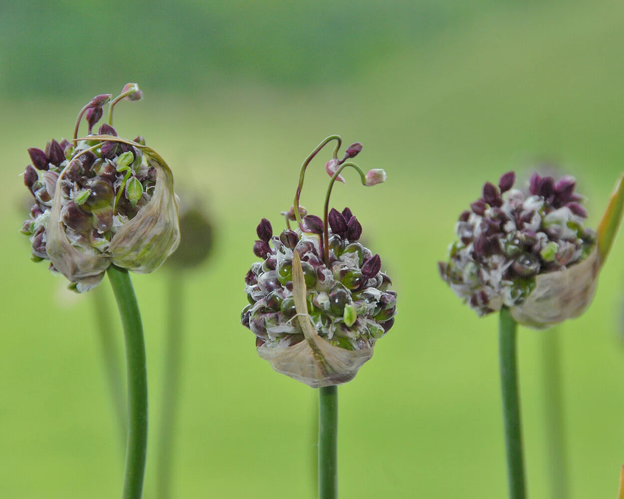 Allium 'Art' - Image 4