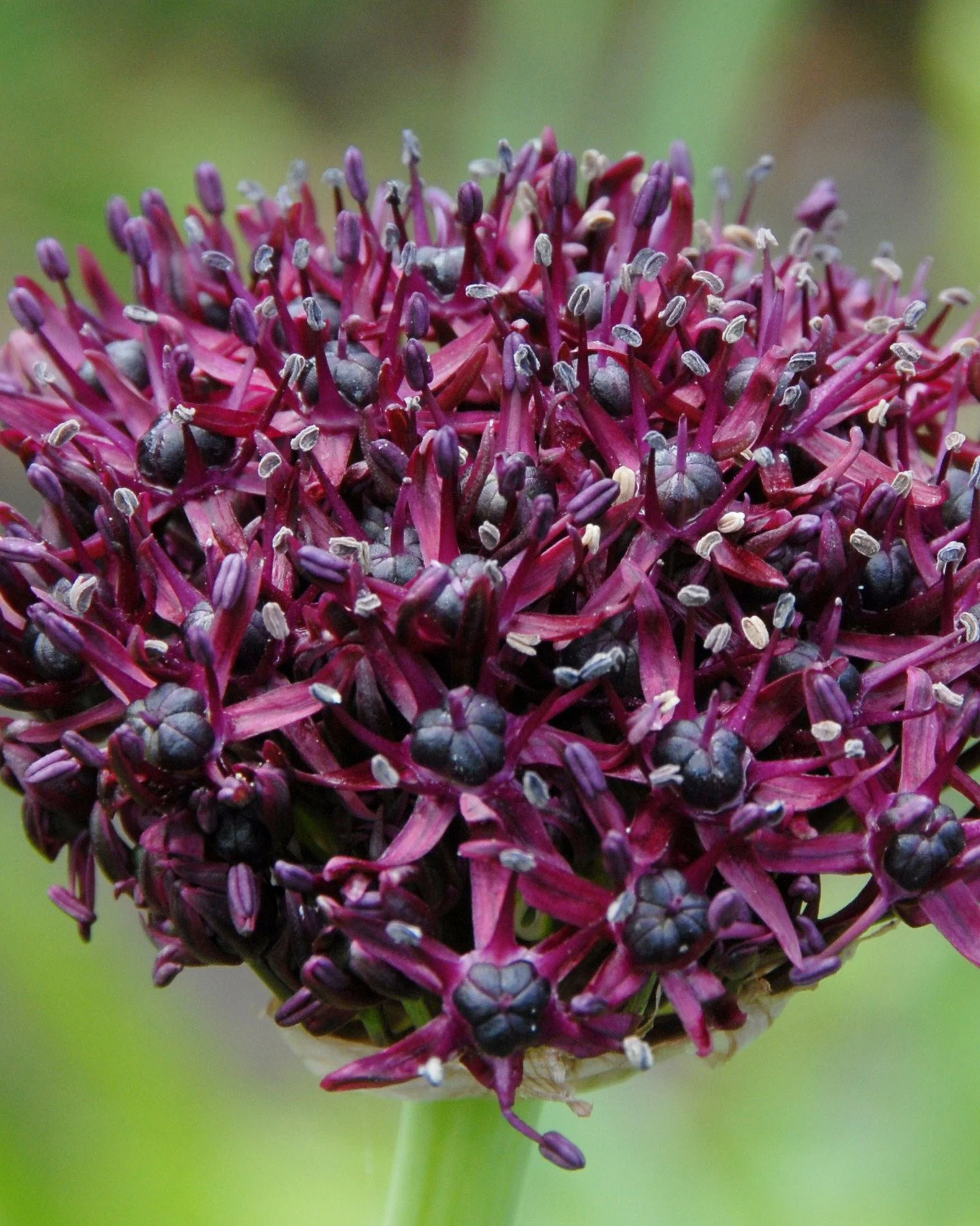 Allium atropurpureum - Image 4