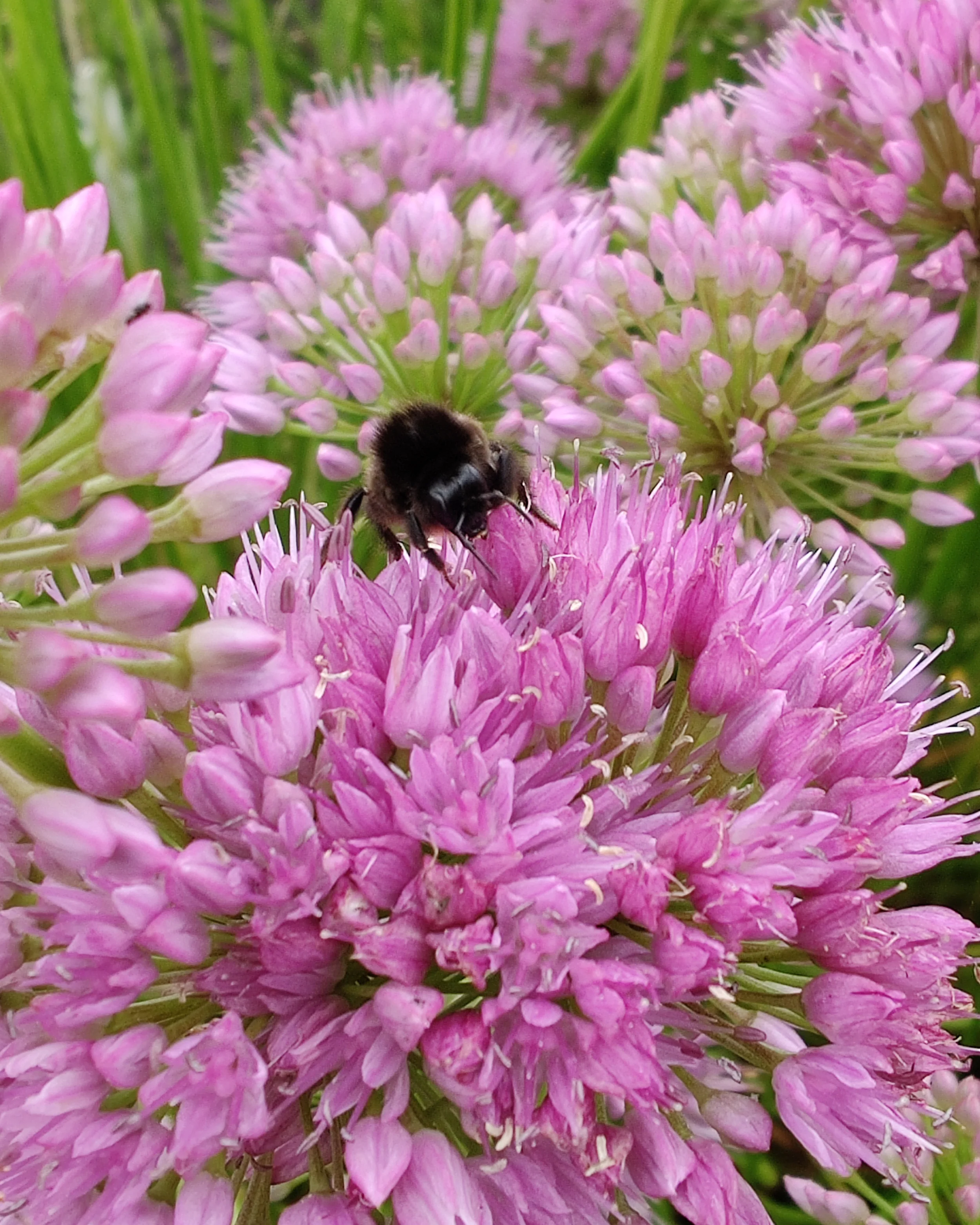 Allium 'Avatar' - Image 3