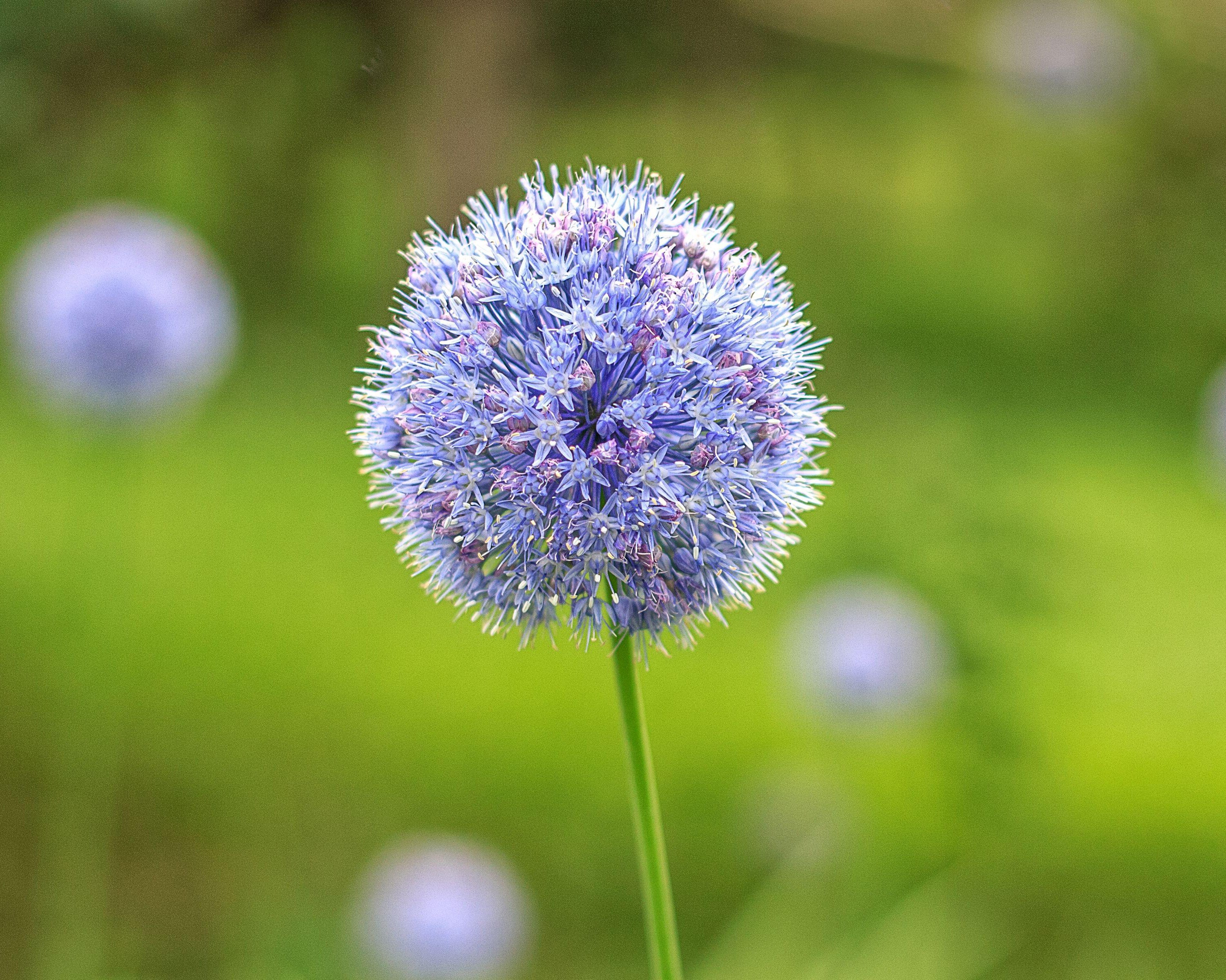 Allium azureum - Image 2