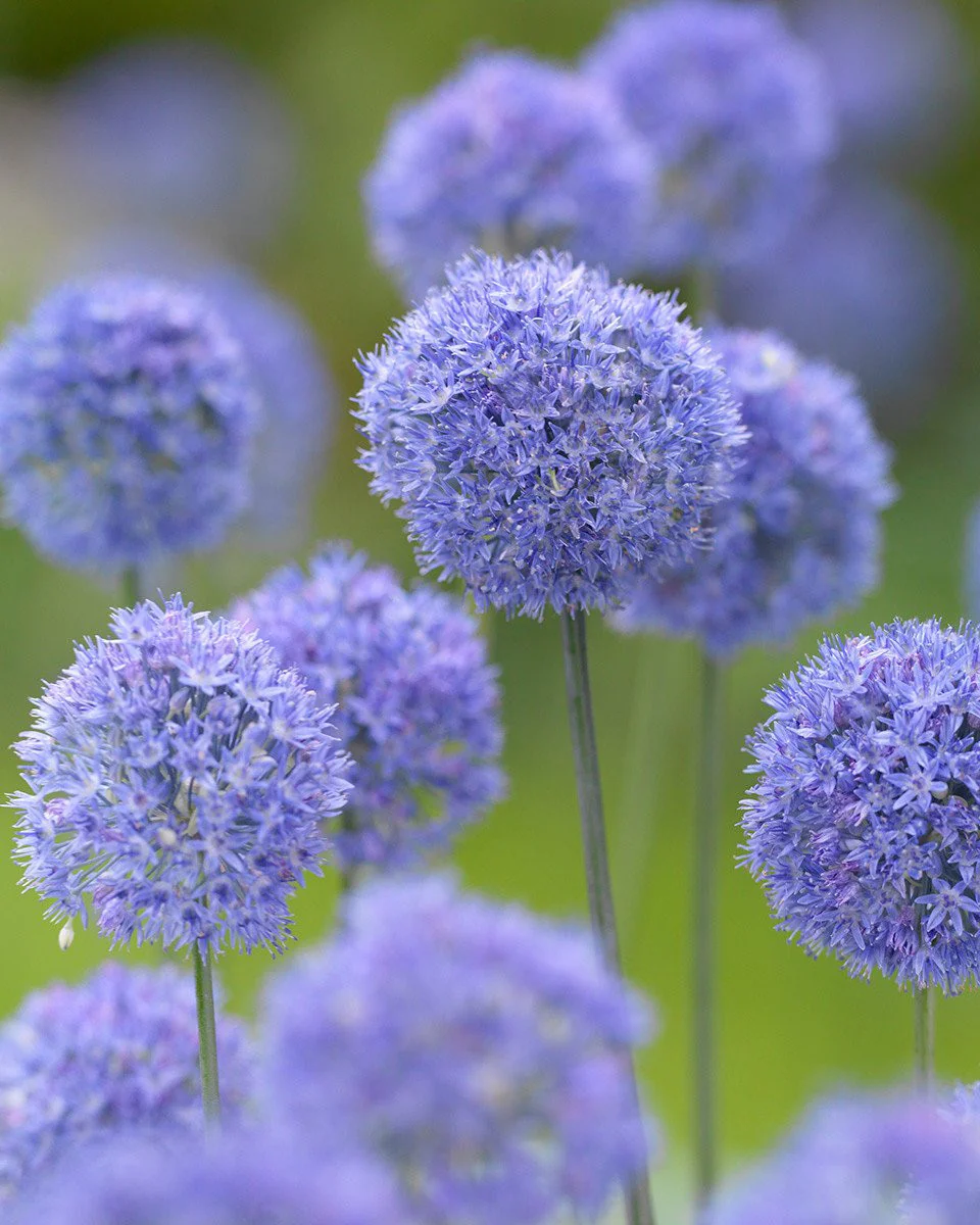Allium azureum - Image 3