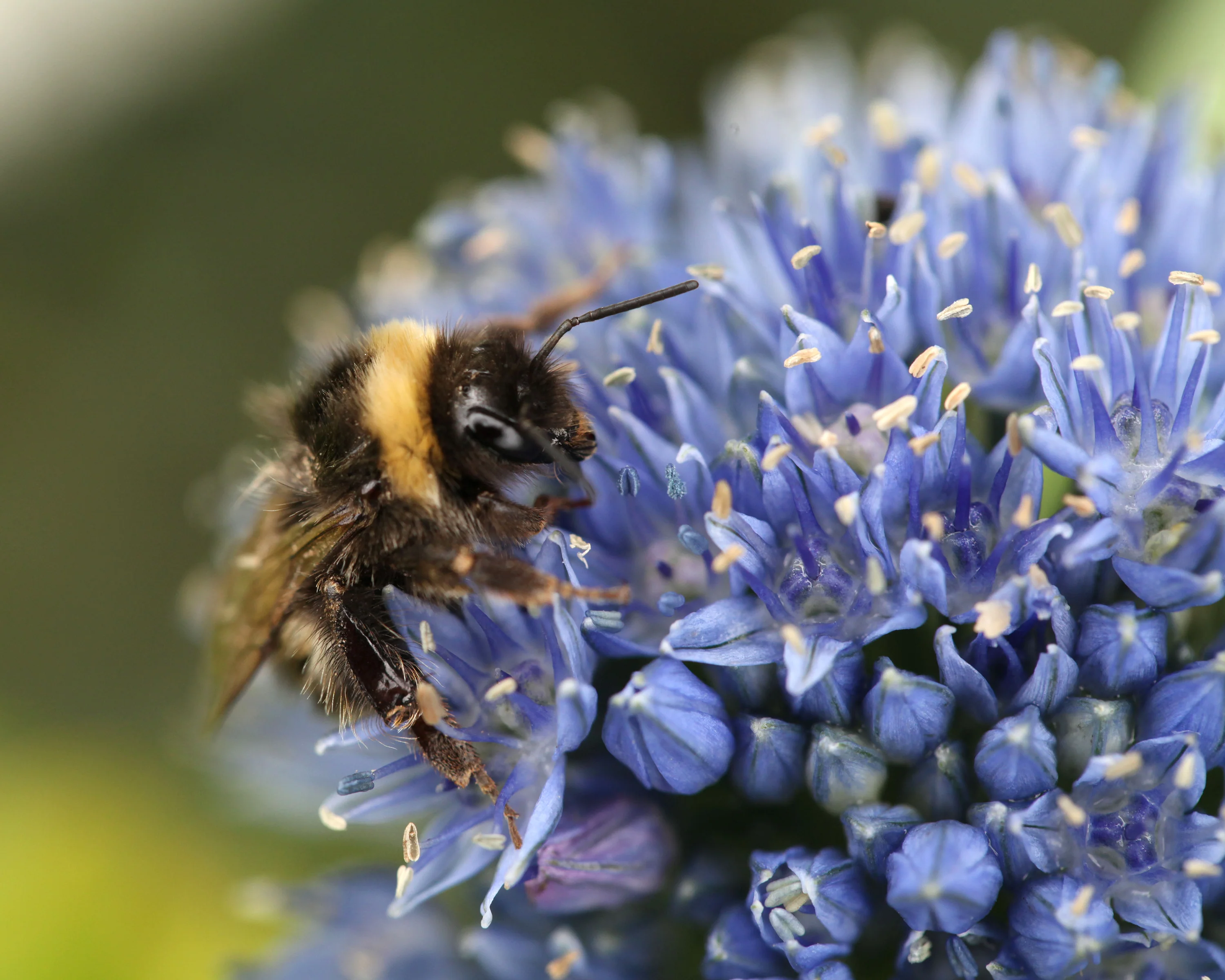 Allium azureum - Image 6