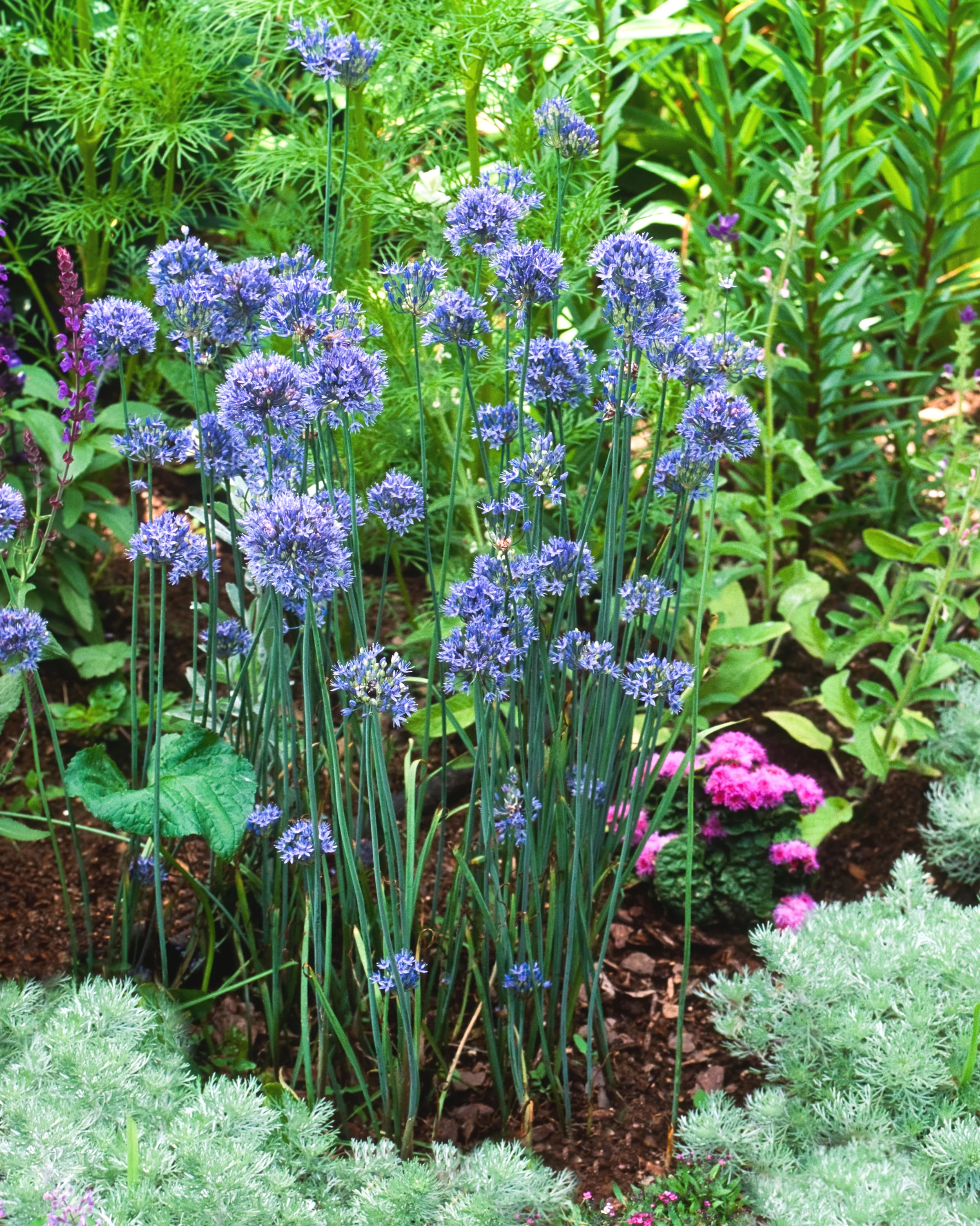 Allium azureum - Image 9