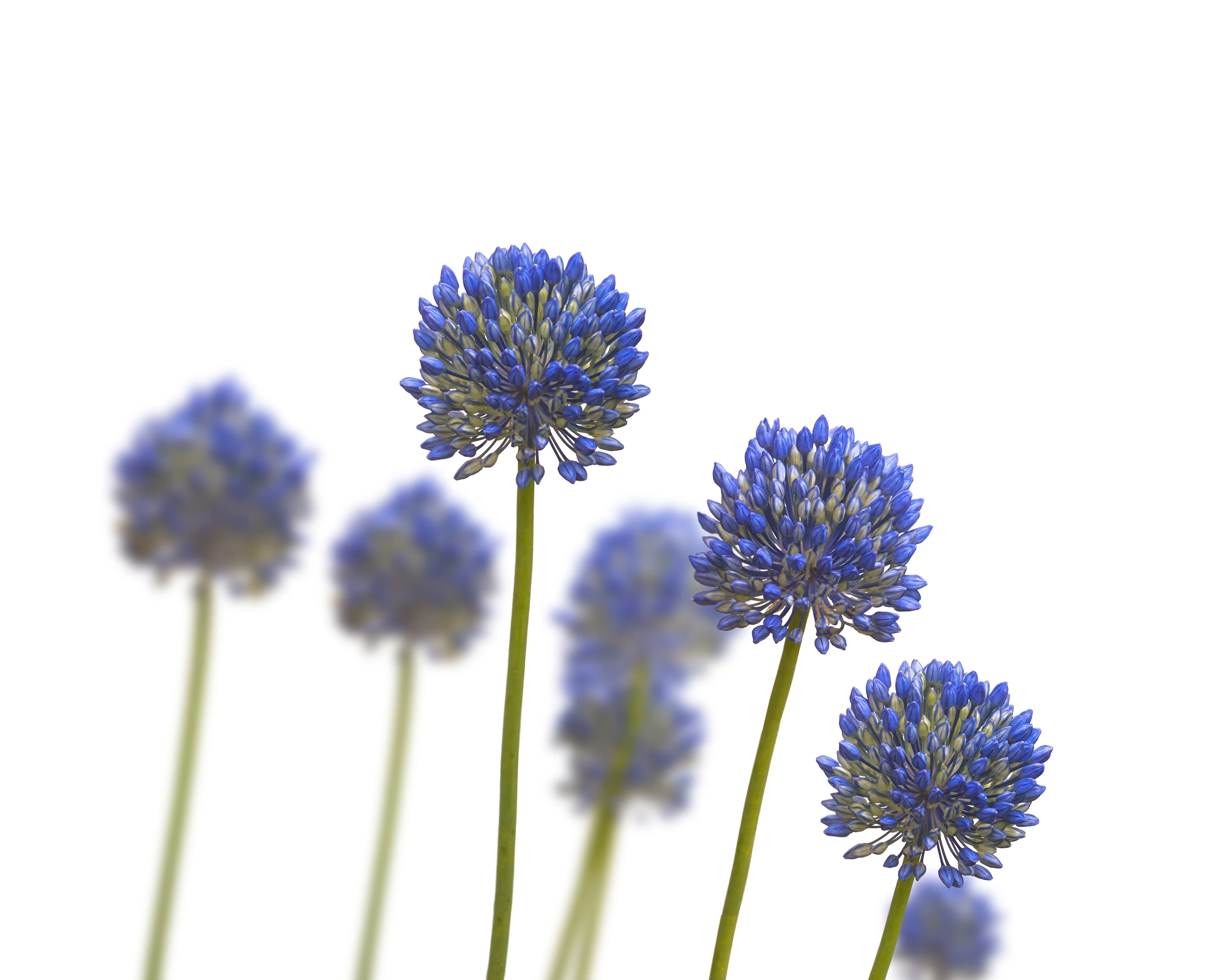 Allium caesium - Image 4