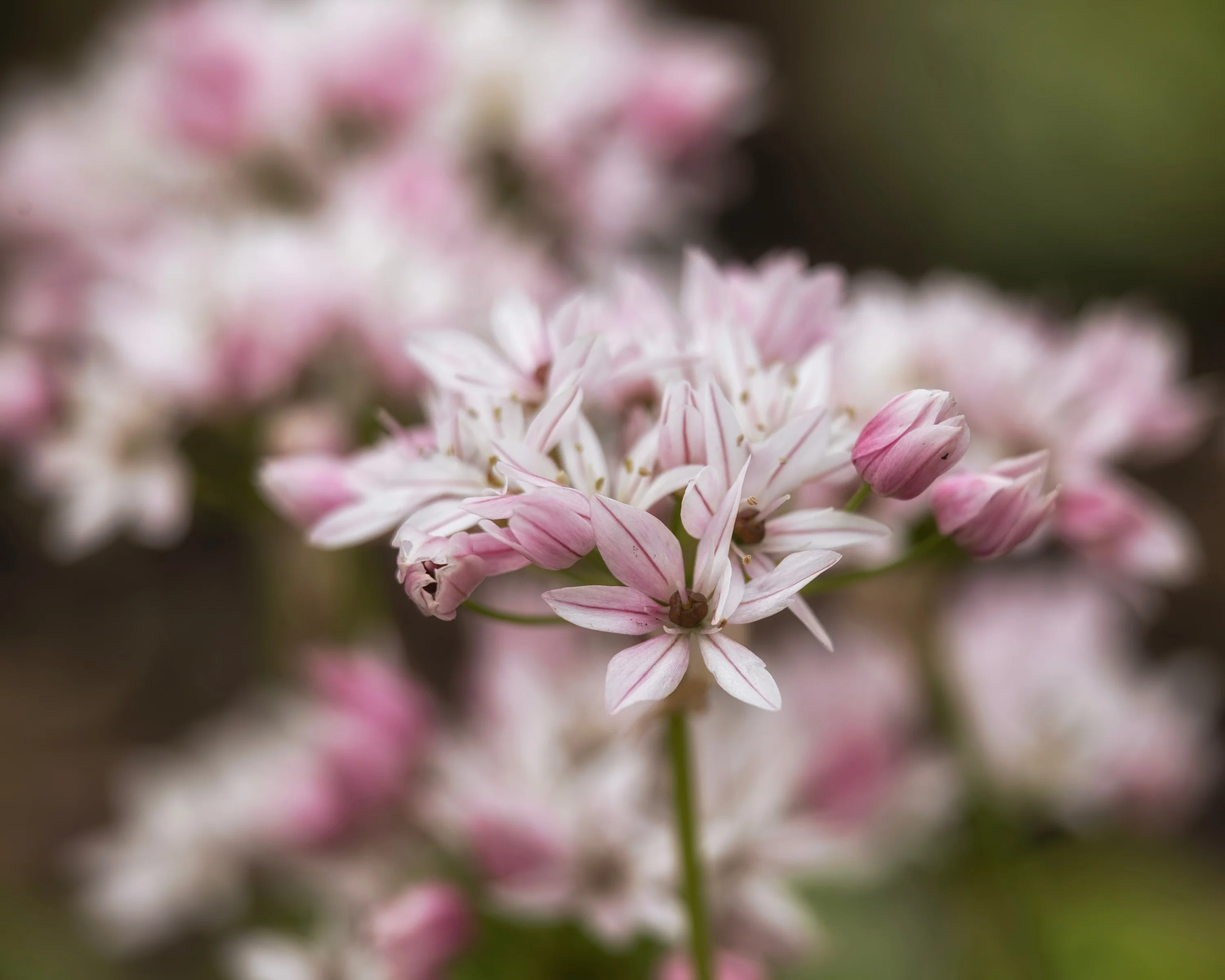 Allium 'Cameleon' - Image 10
