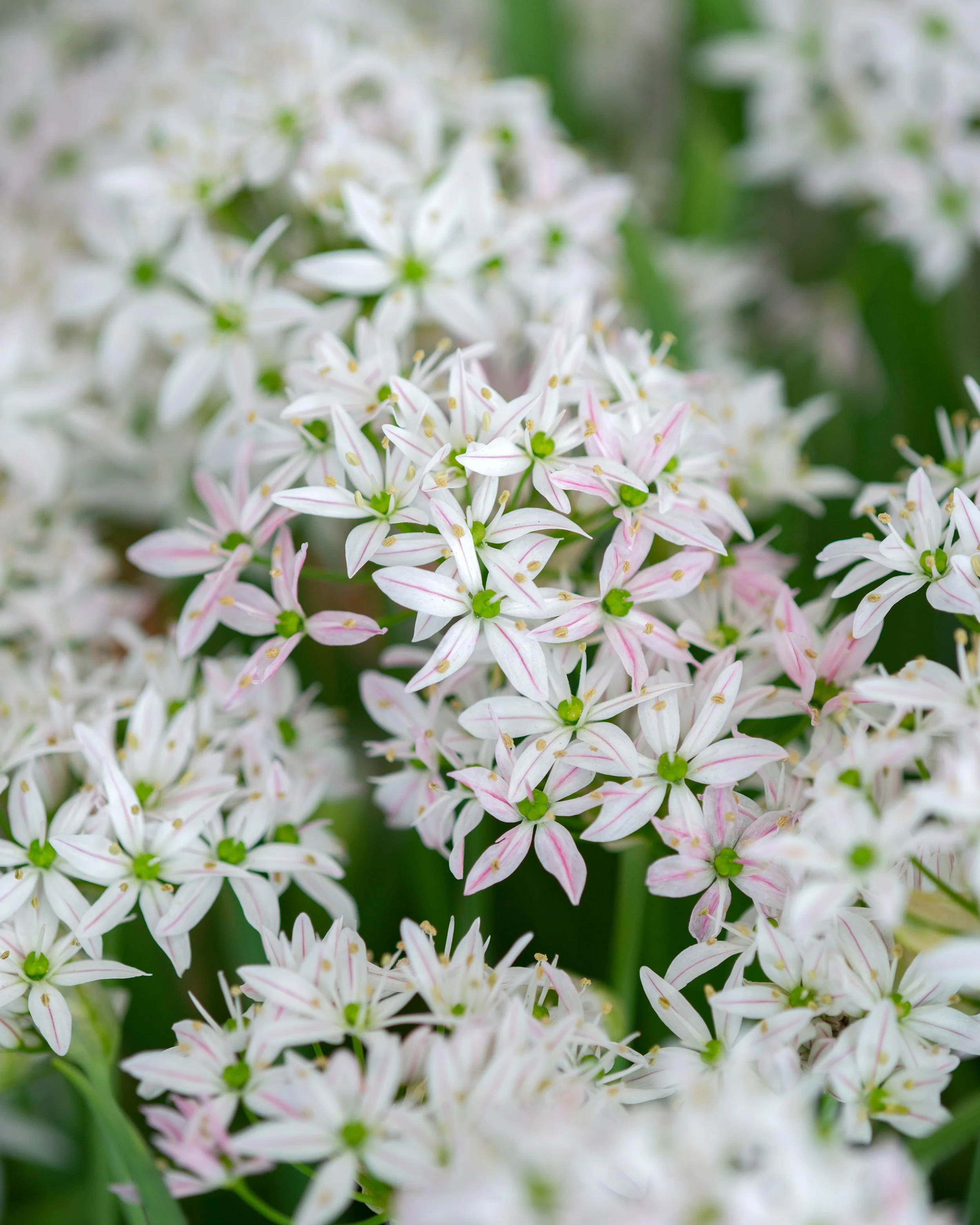 Allium 'Cameleon' - Image 2