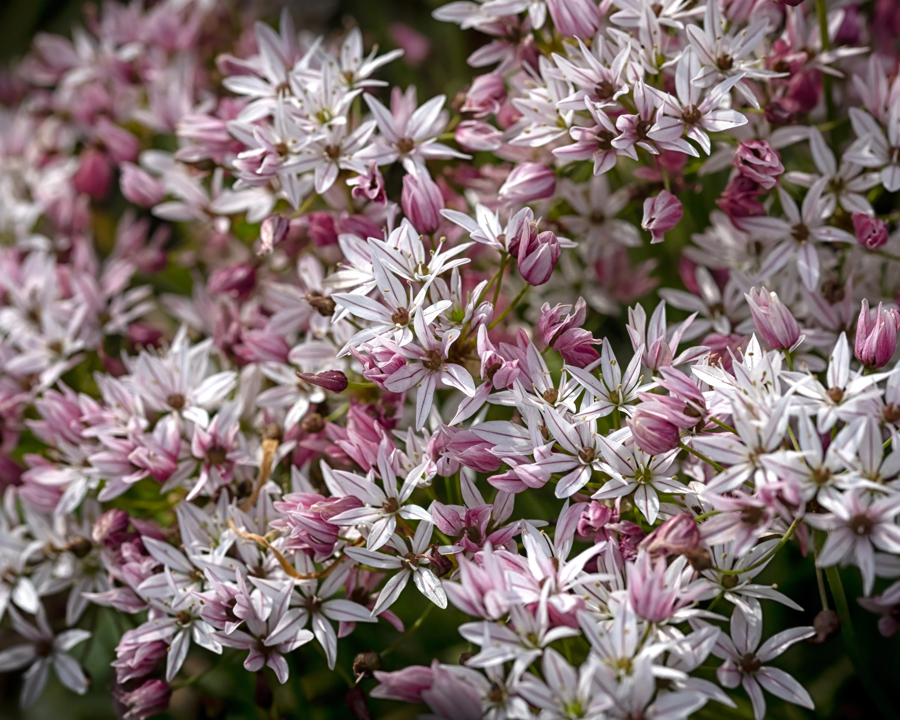 Allium 'Cameleon' - Image 4