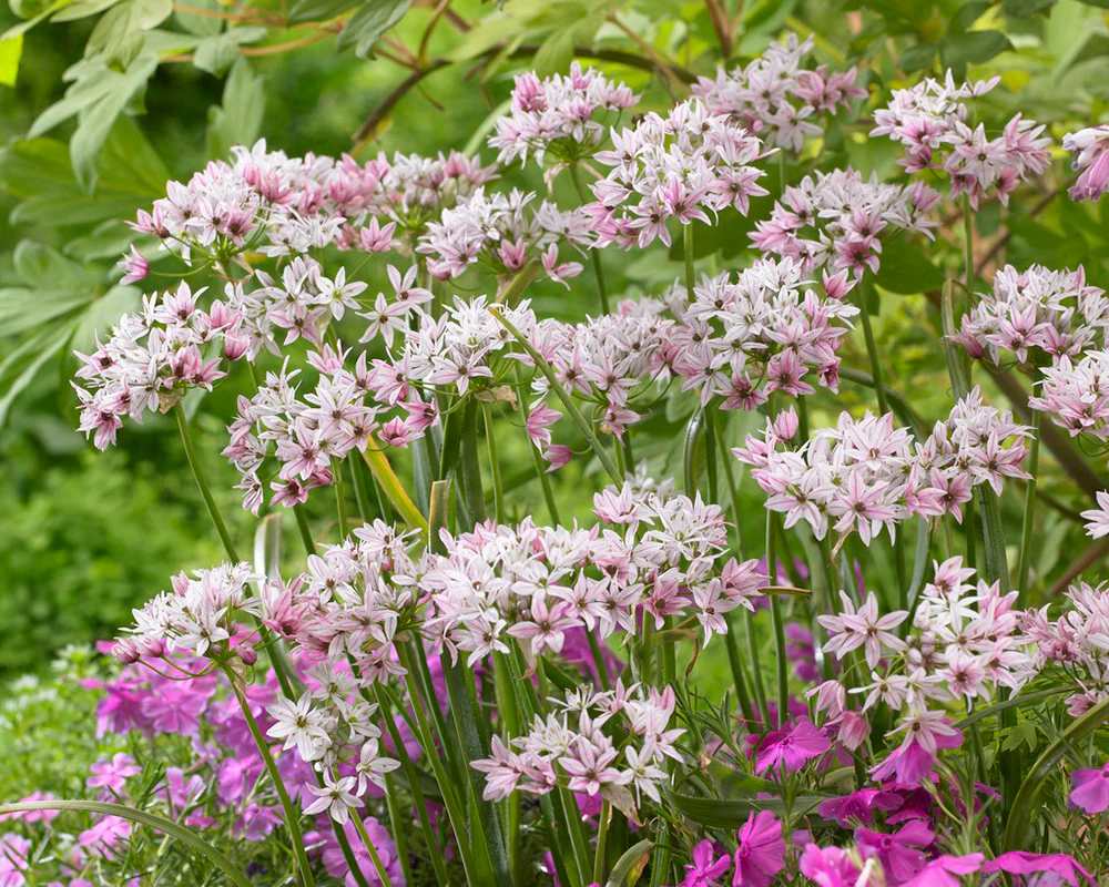 Allium 'Cameleon' - Image 5