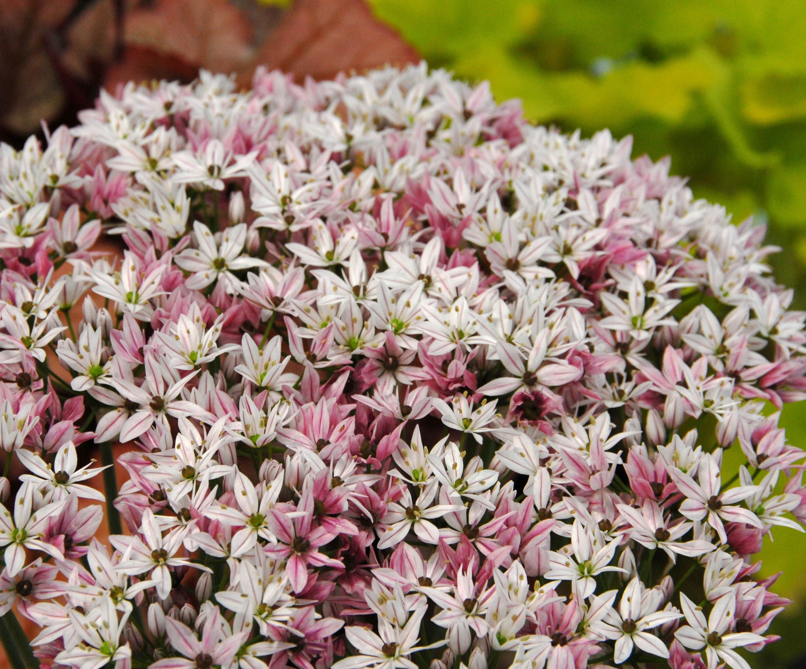 Allium 'Cameleon' - Image 7