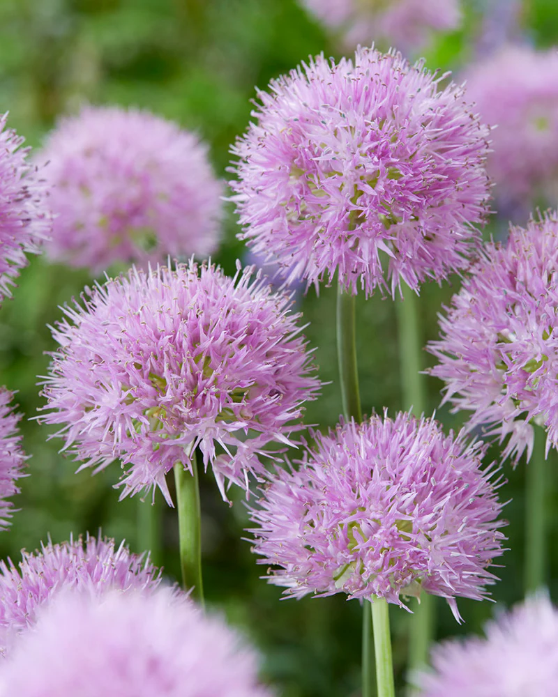 Allium 'Rosy Beauty' - Image 3
