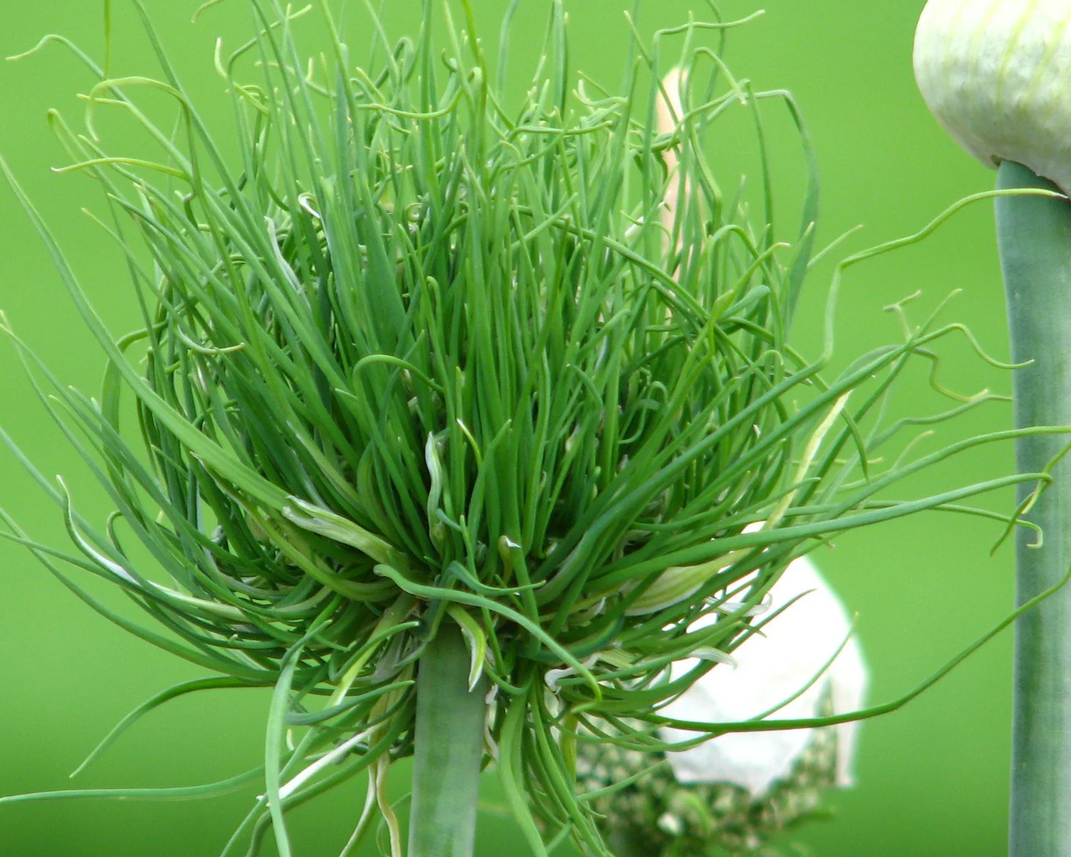 Allium 'Catweazle' - Image 2