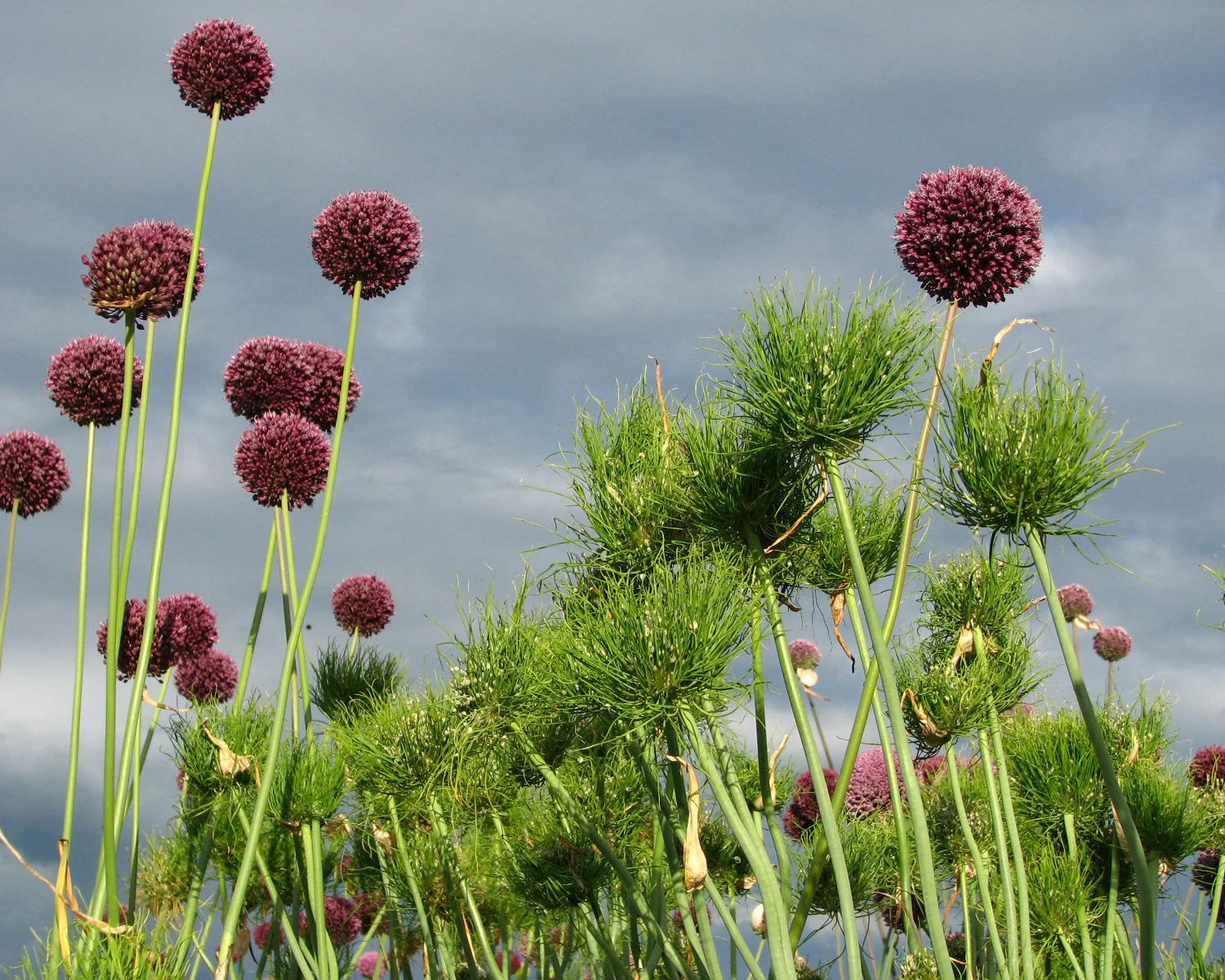 Allium 'Catweazle' - Image 3