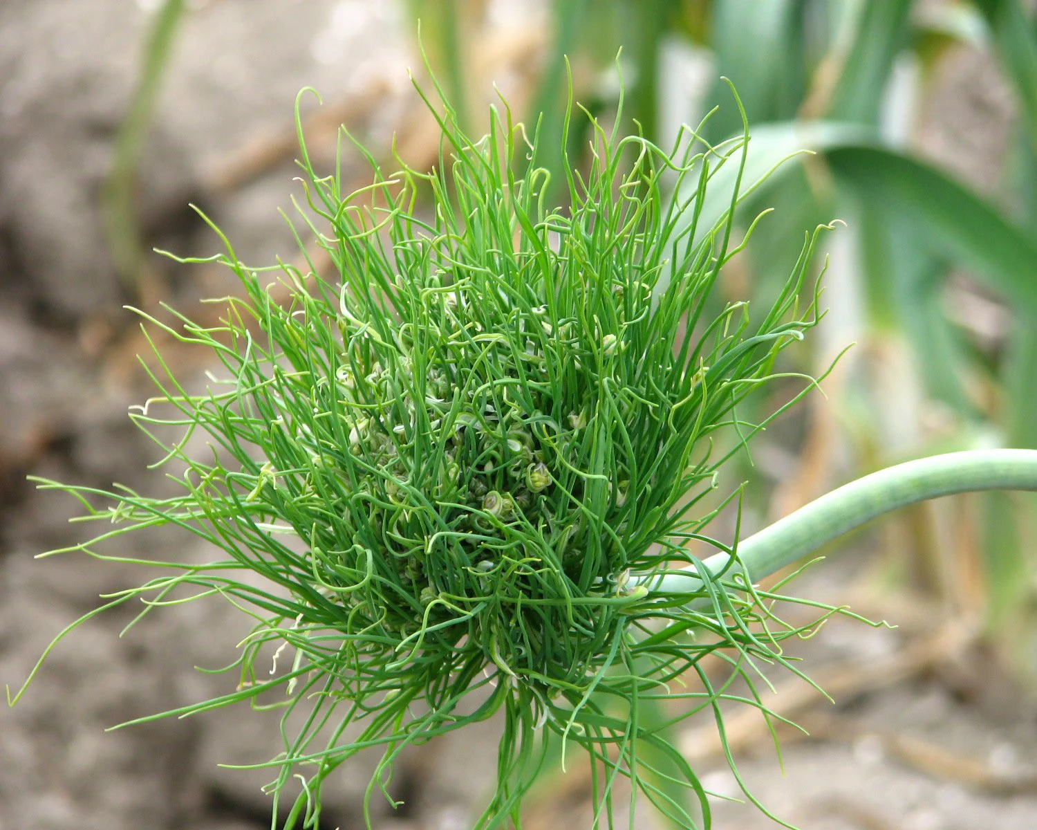 Allium 'Catweazle' - Image 4