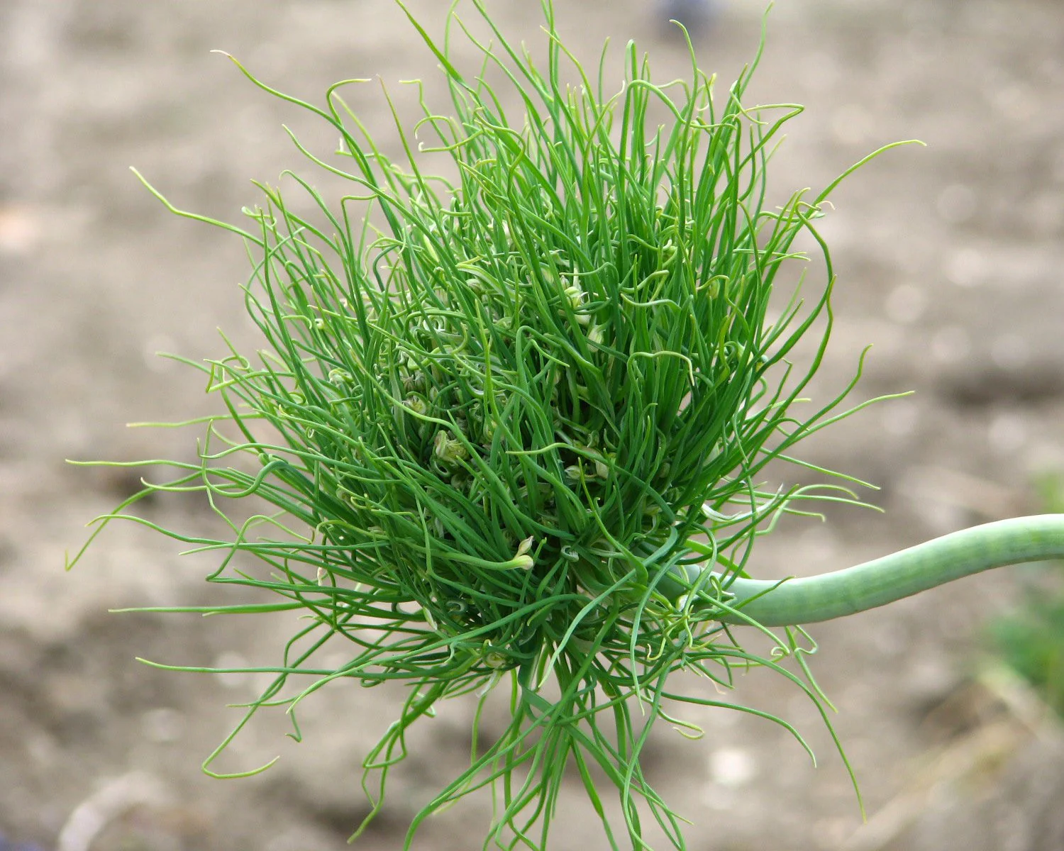 Allium 'Catweazle' - Image 5