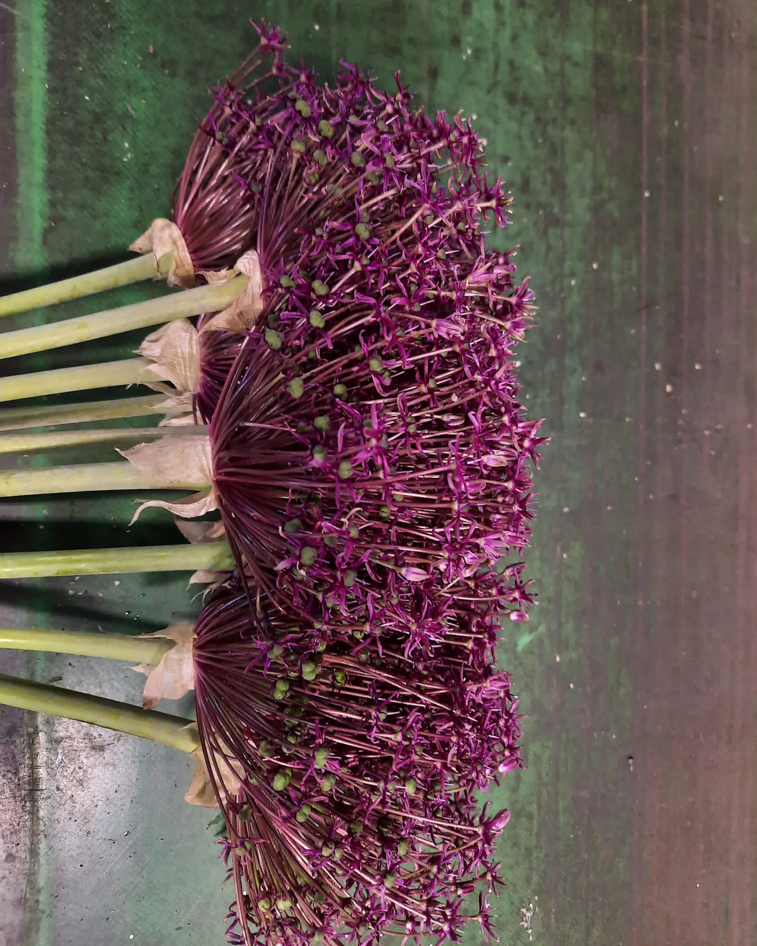 Allium 'Cherry' - Image 4