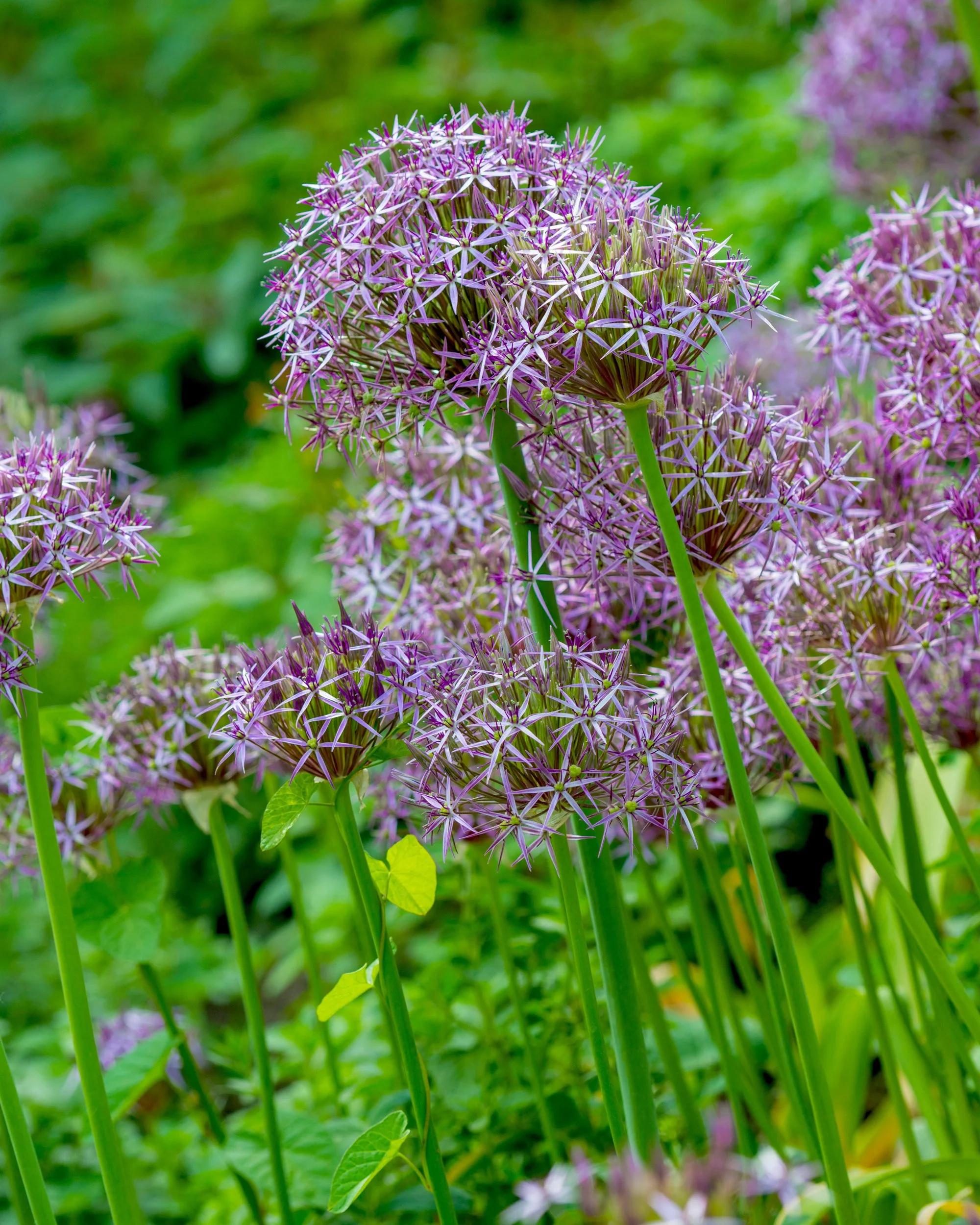 Allium cristophii - Image 3