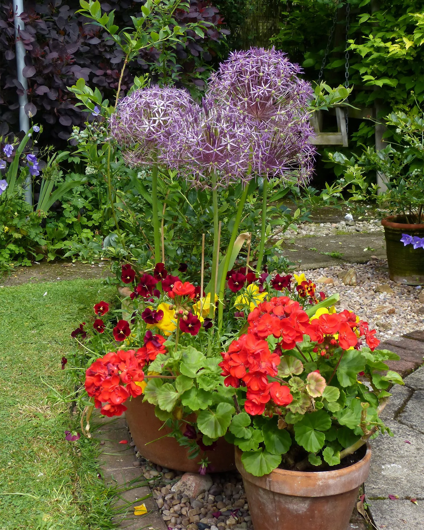 Allium cristophii - Image 6