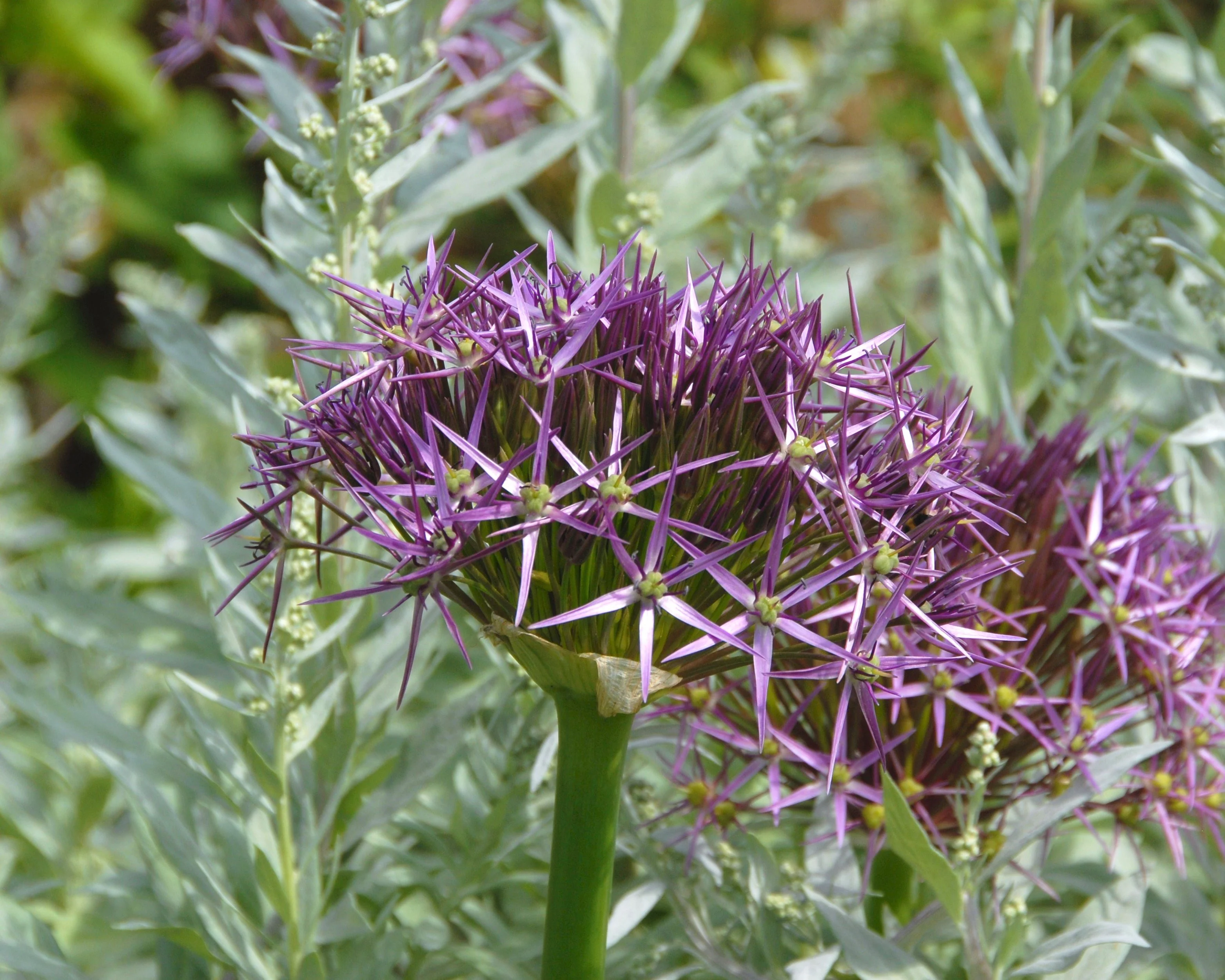 Allium cristophii - Image 7