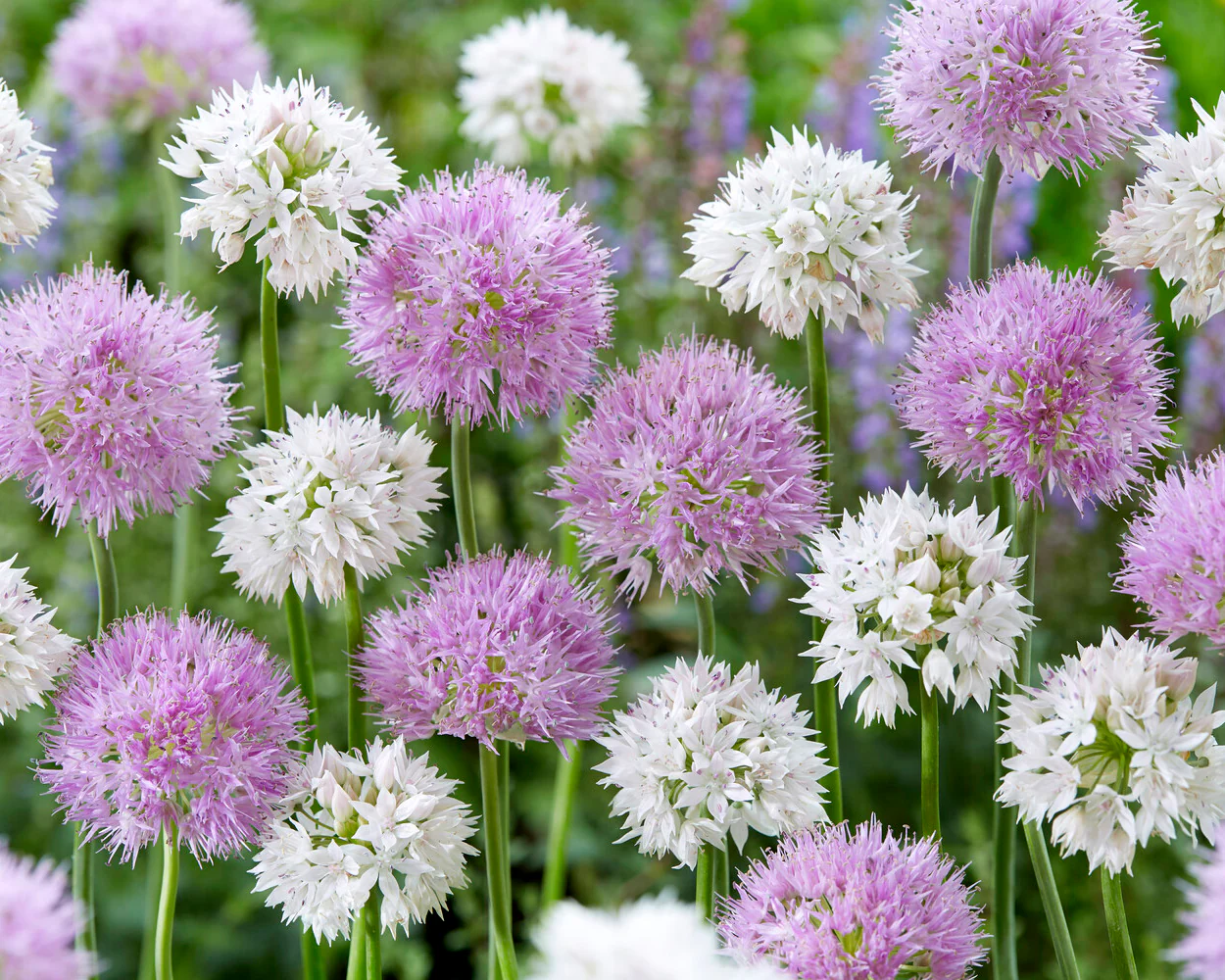 Allium collection 'Endless Summer' - Image 2