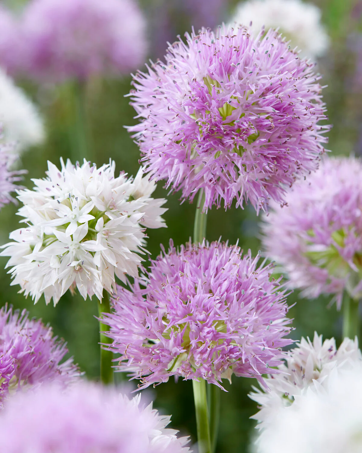 Allium collection 'Endless Summer' - Image 3