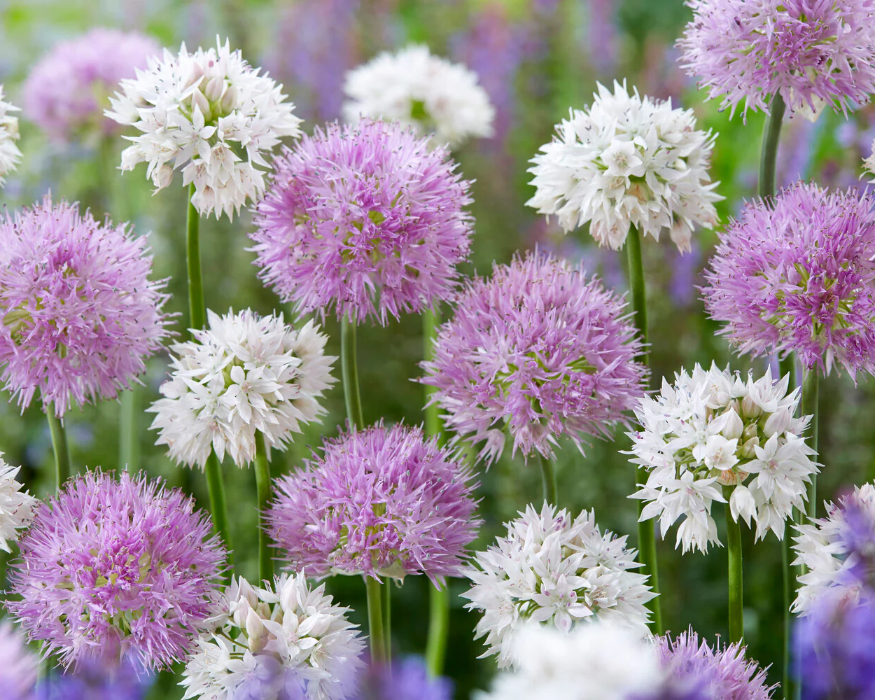 Allium collection 'Endless Summer' - Image 4